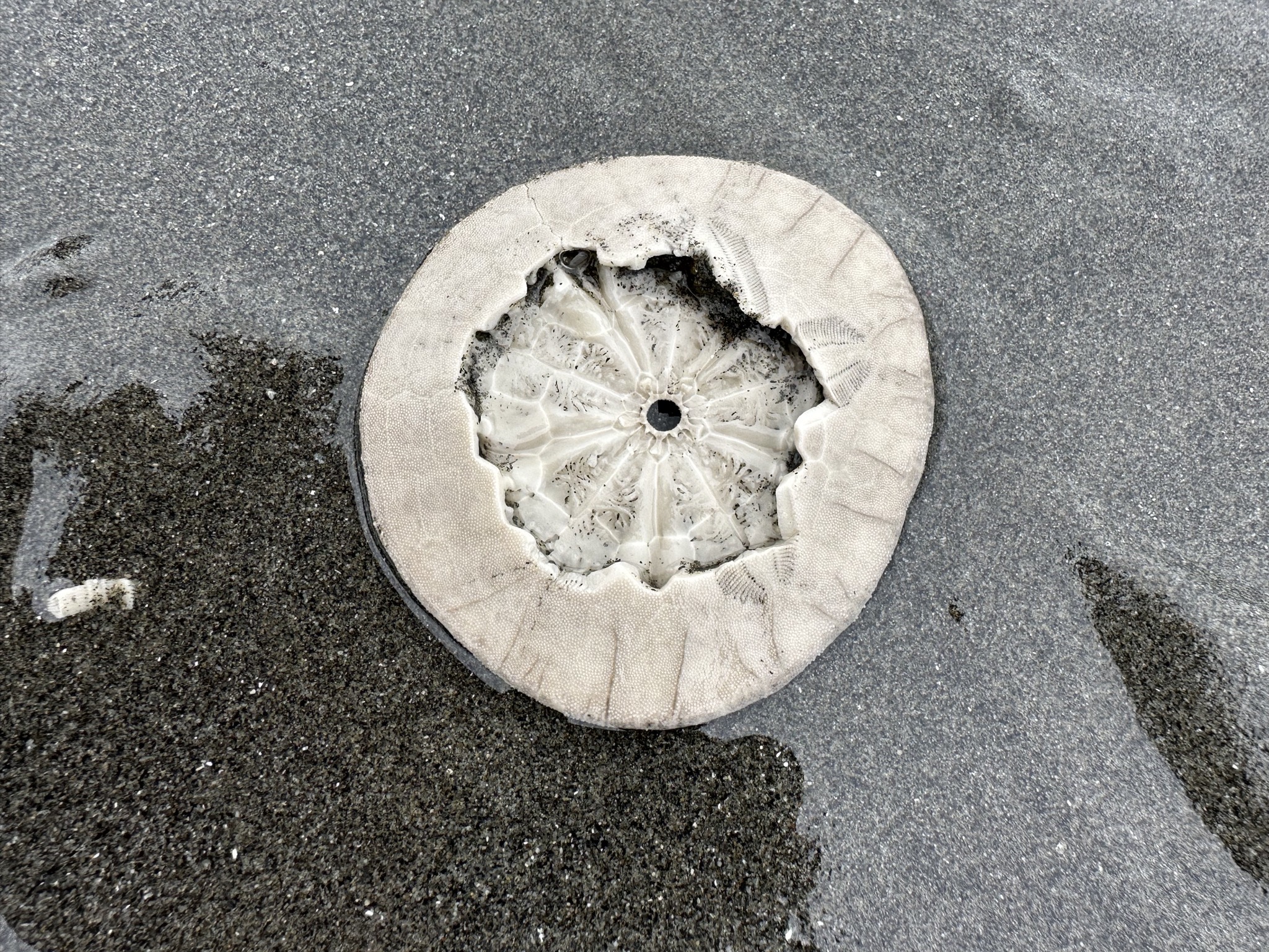Kalaloch Beach
