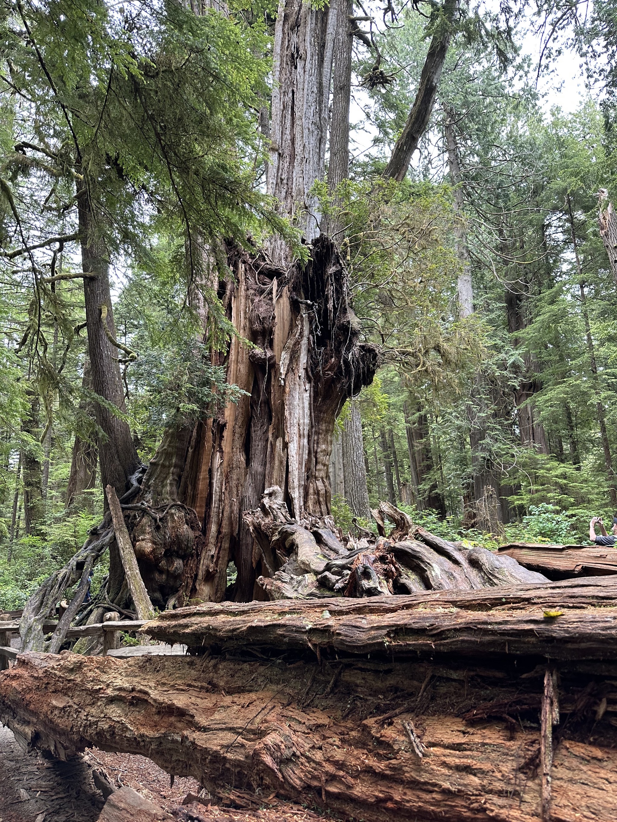 Big Cedar Nature Trail