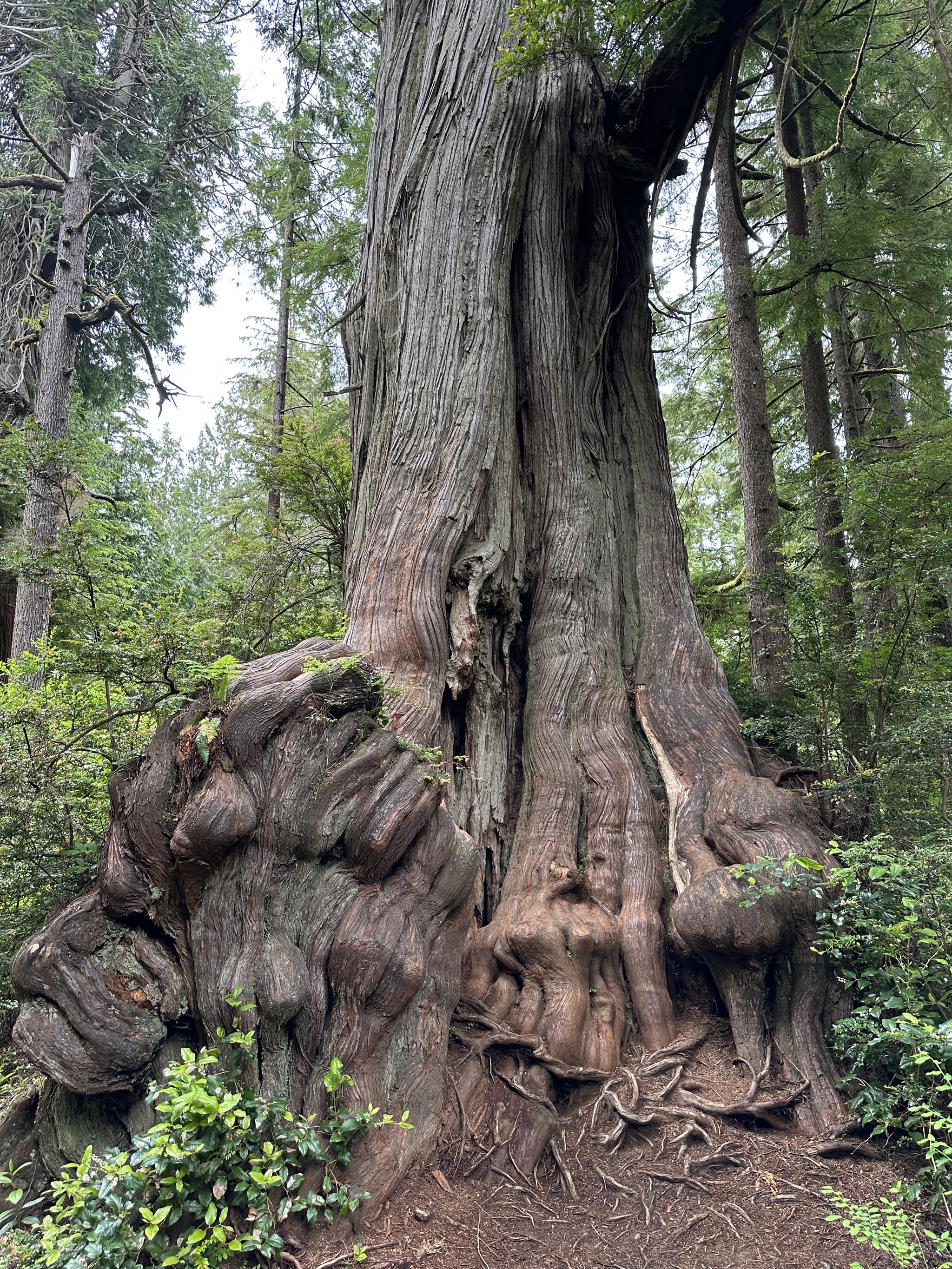 Big Cedar Nature Trail