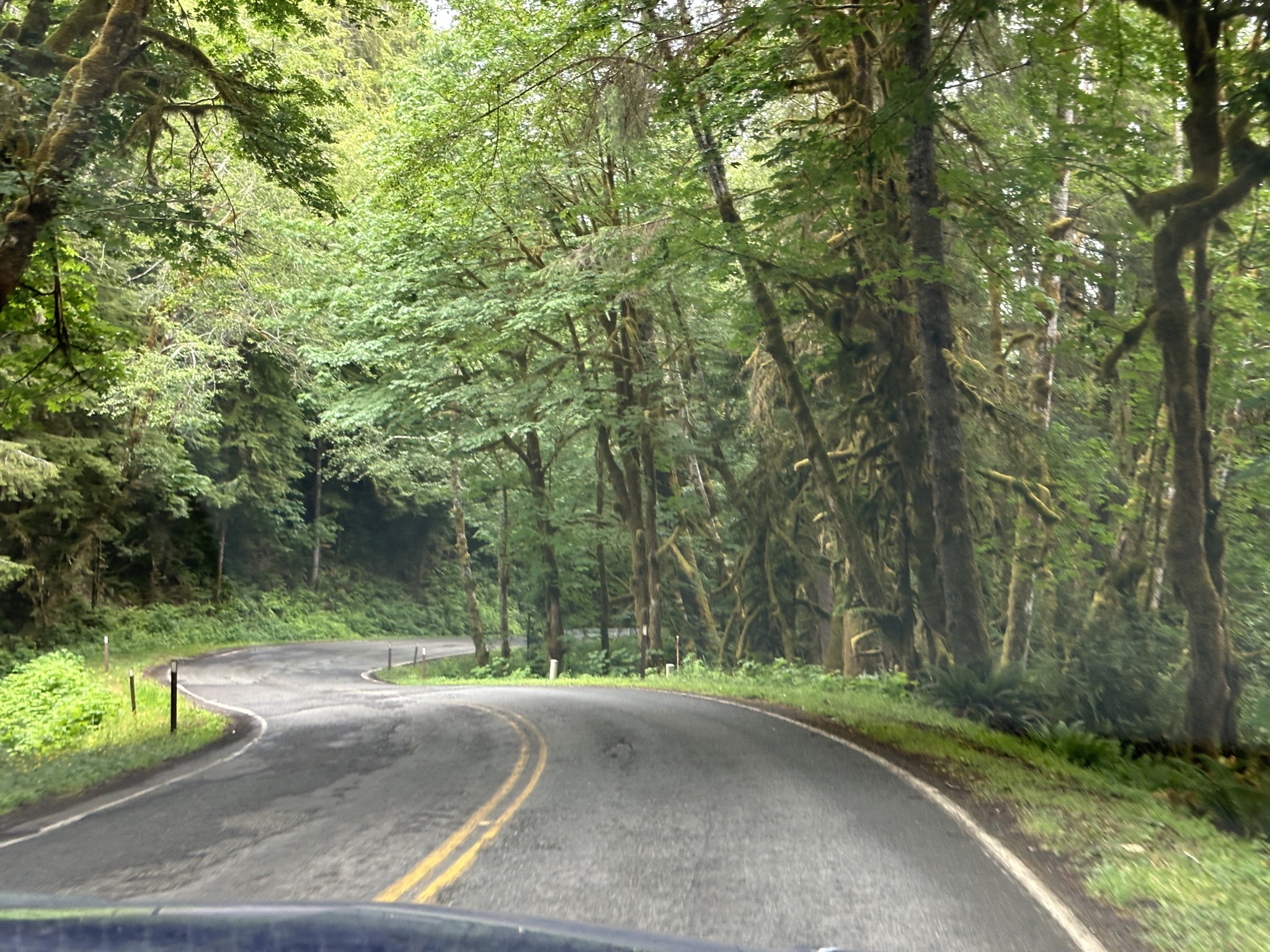 Hoh Rain Forest