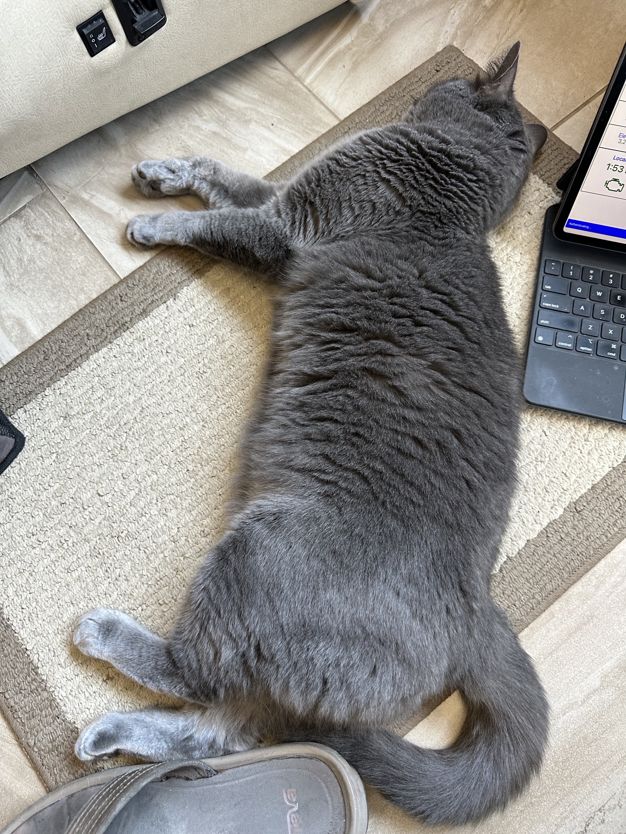 Paladin asleep
