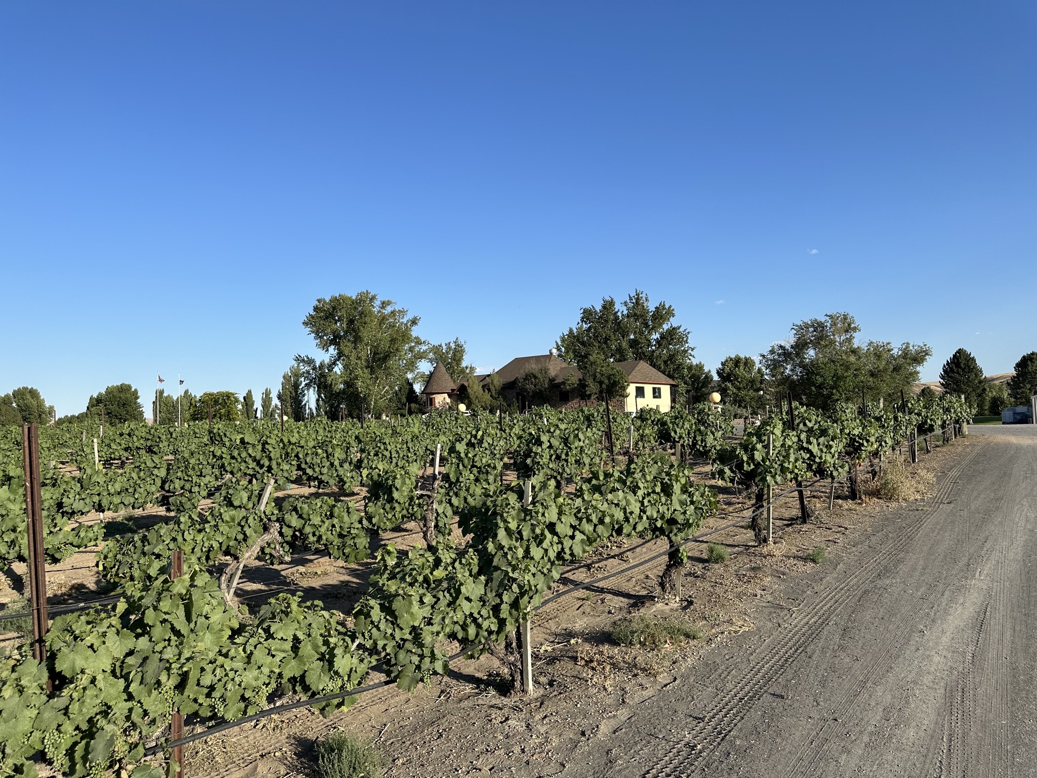 Vines