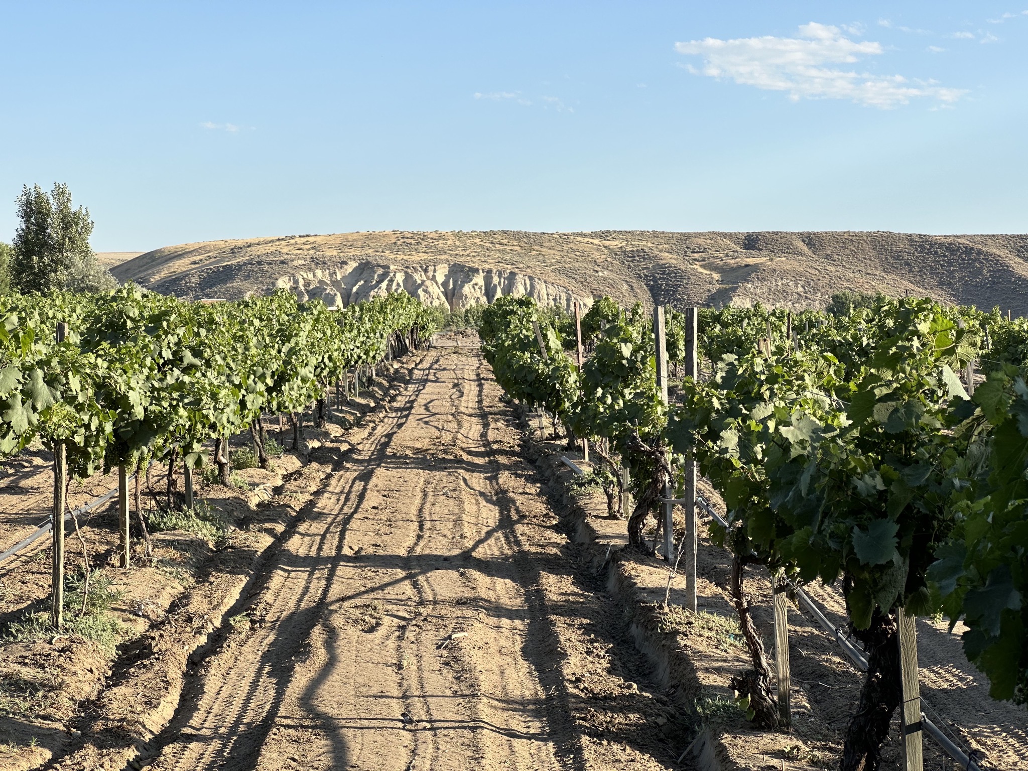 Vines