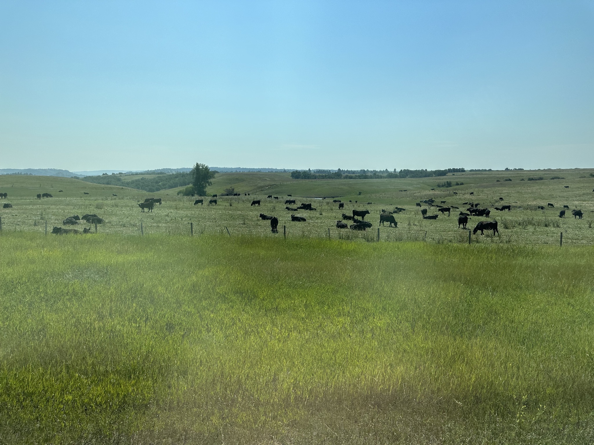 Cows