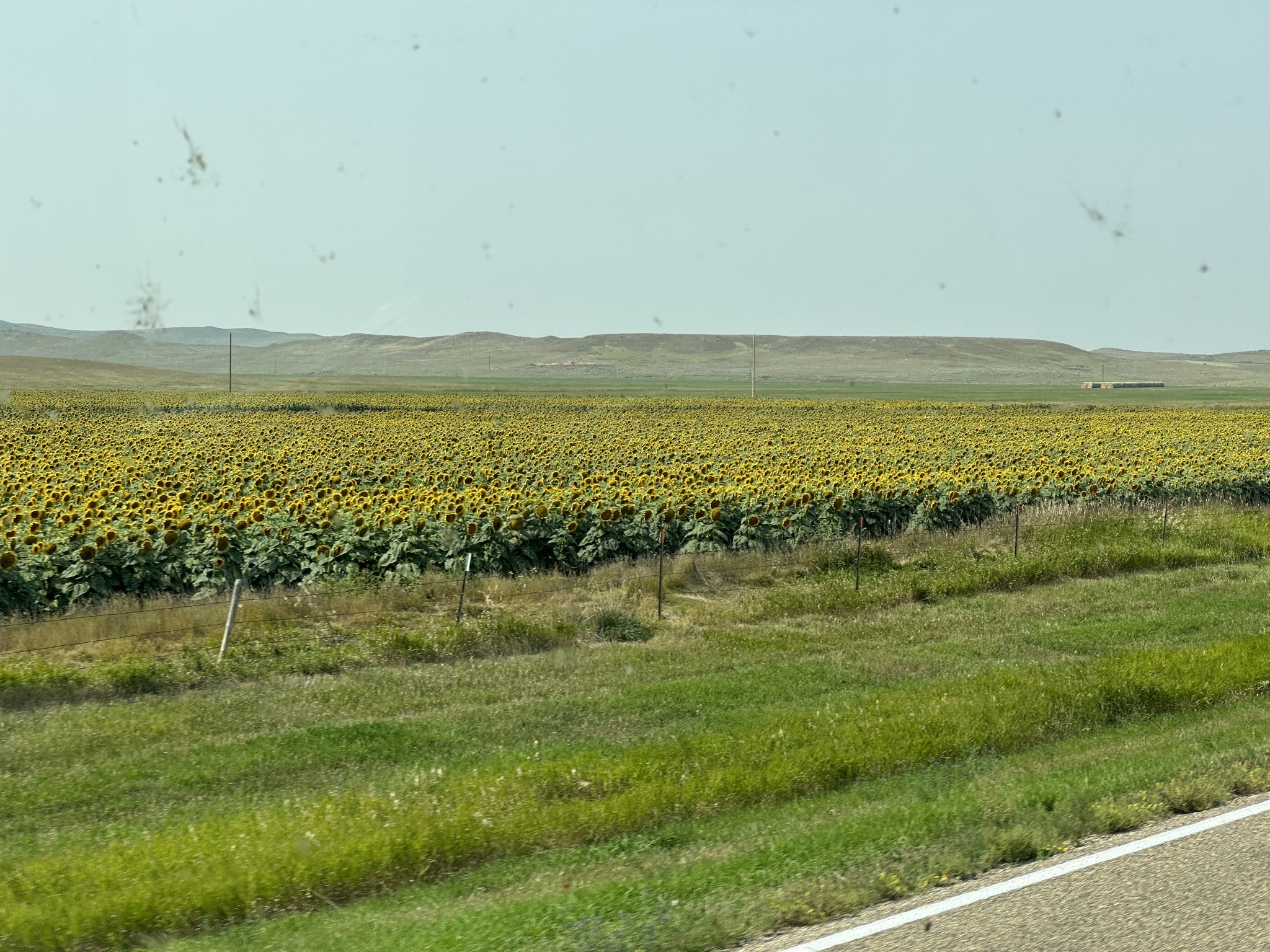 Sunflower field