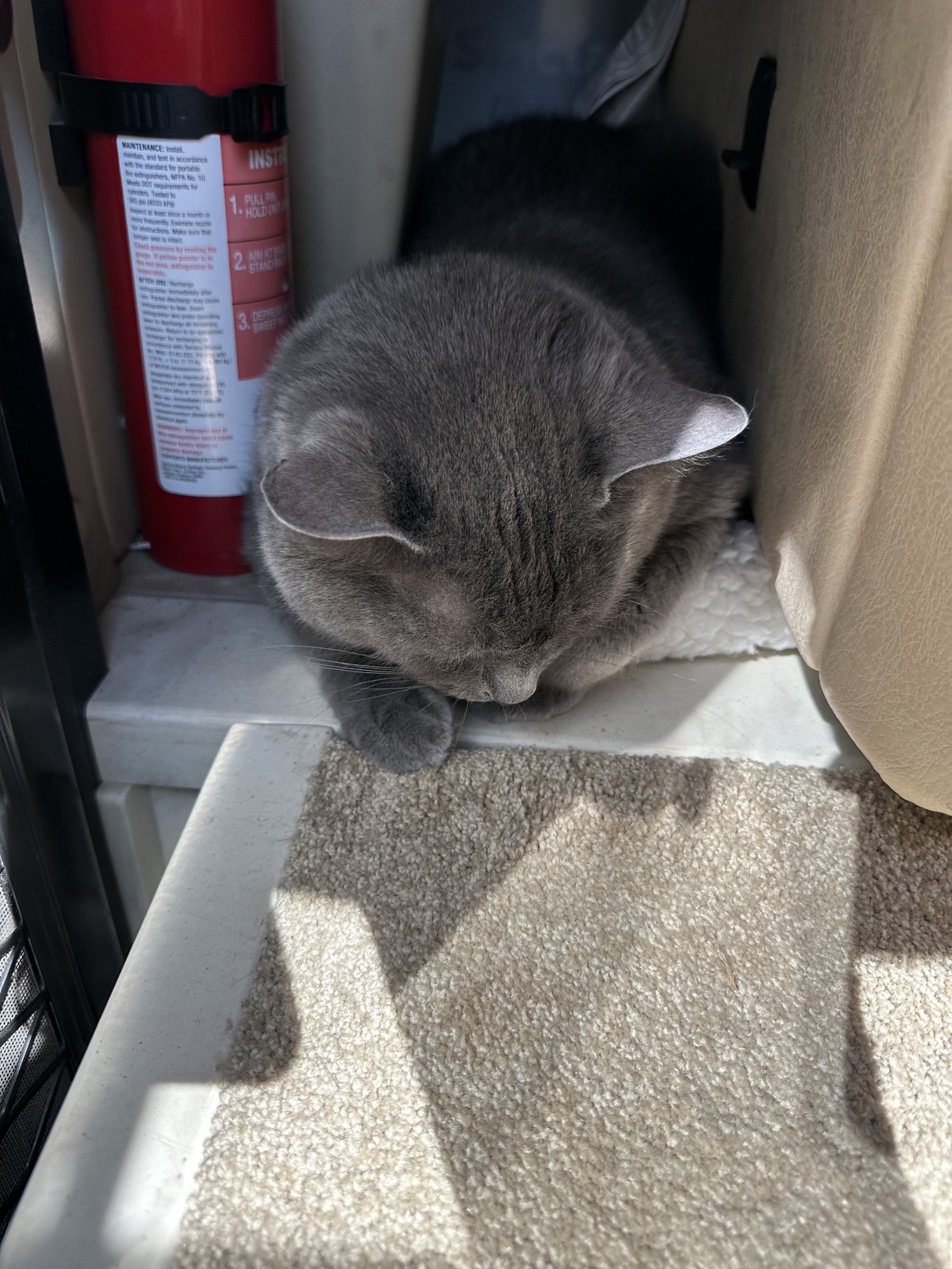 Paladin asleep in his safe space