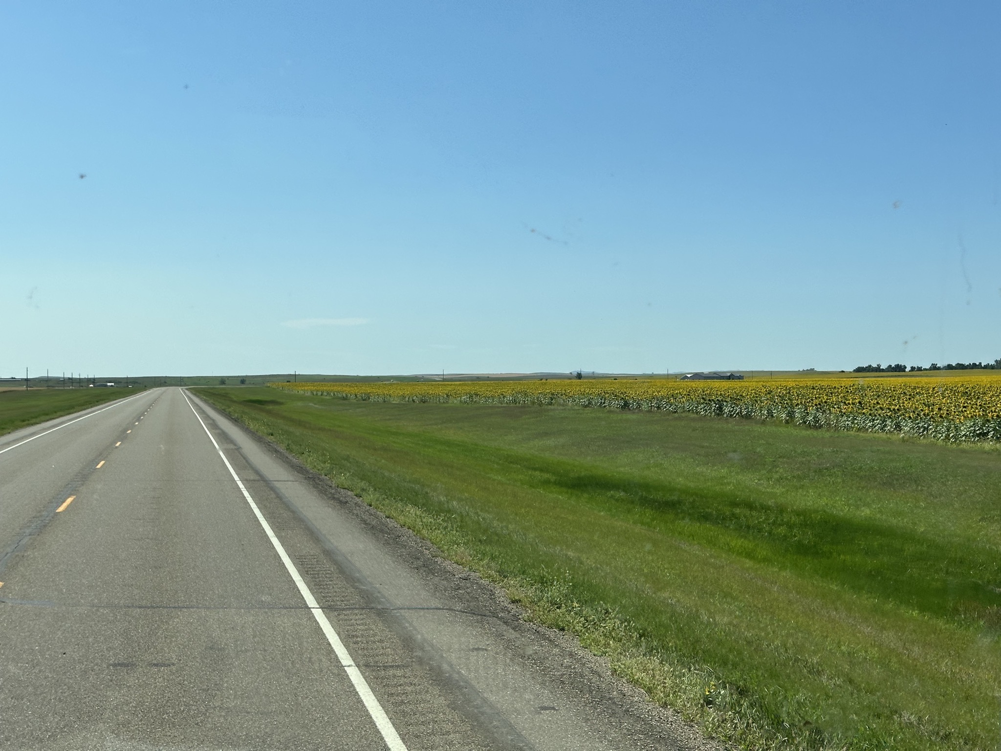 Sunflower field