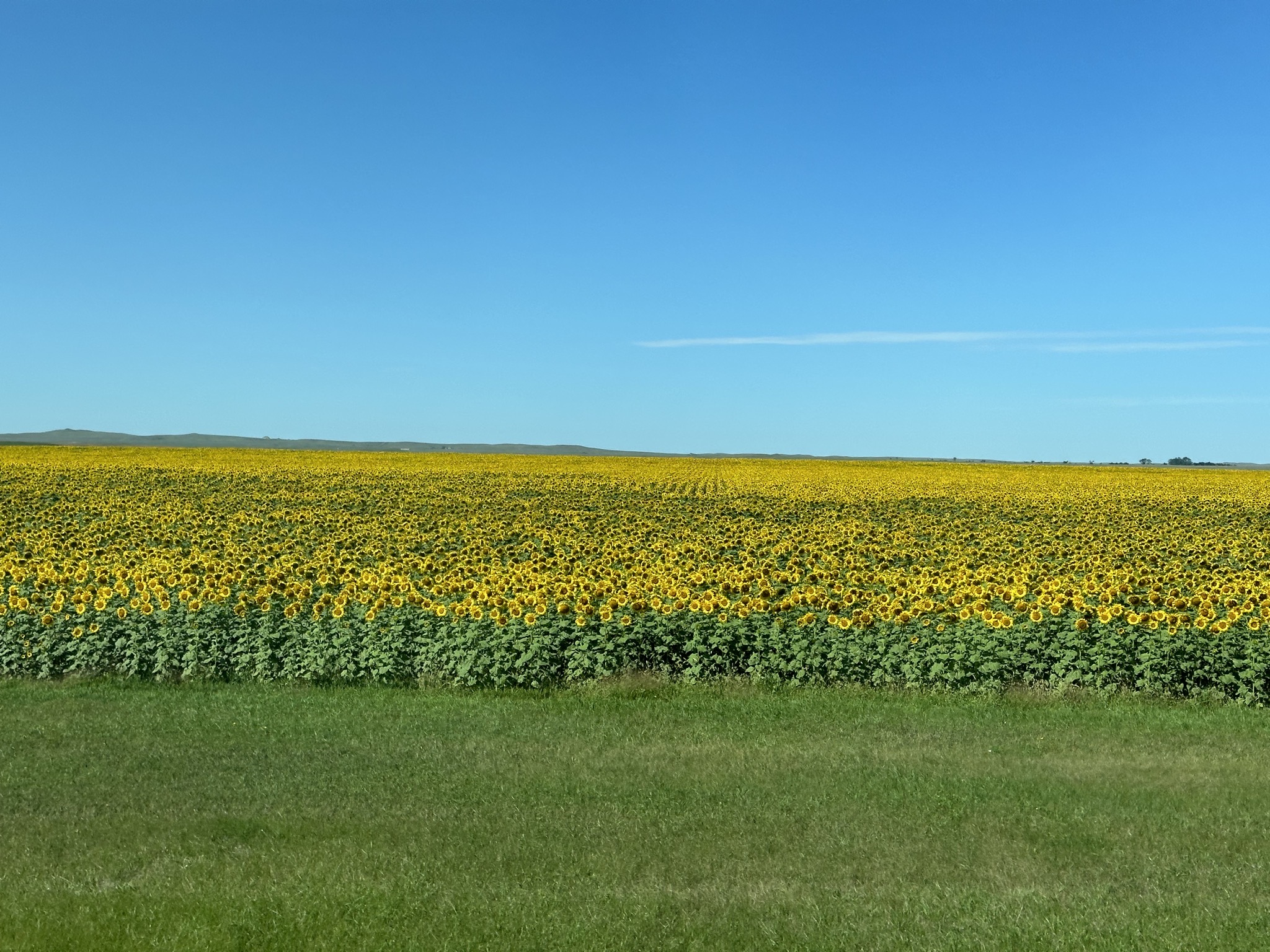 Sunflower field
