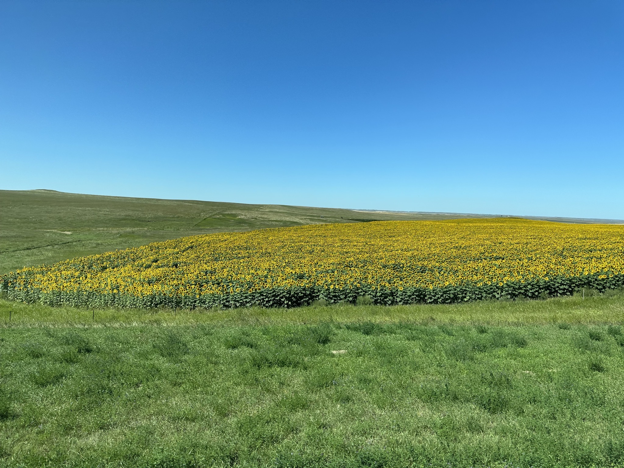 Sunflower field