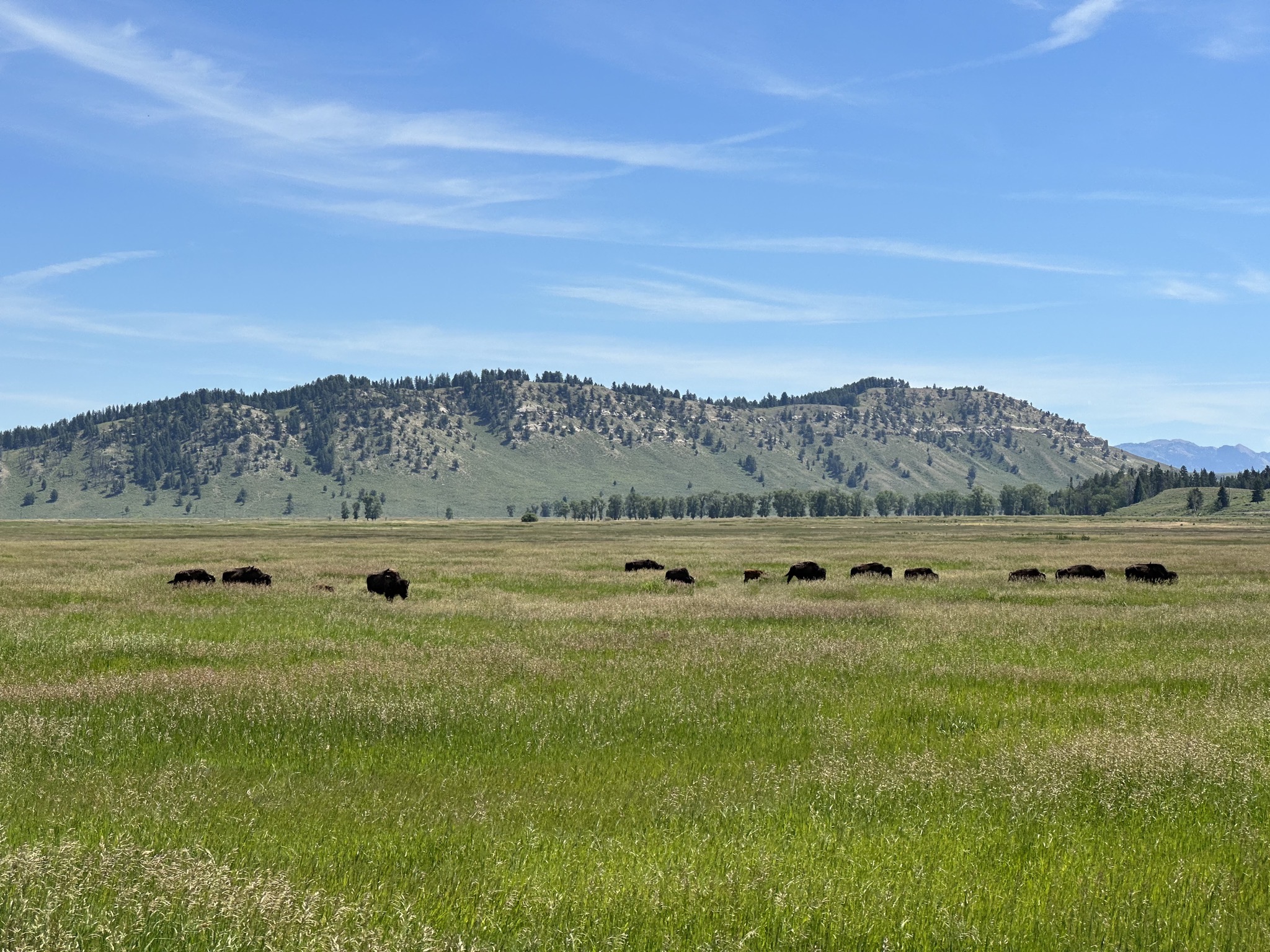 Bison