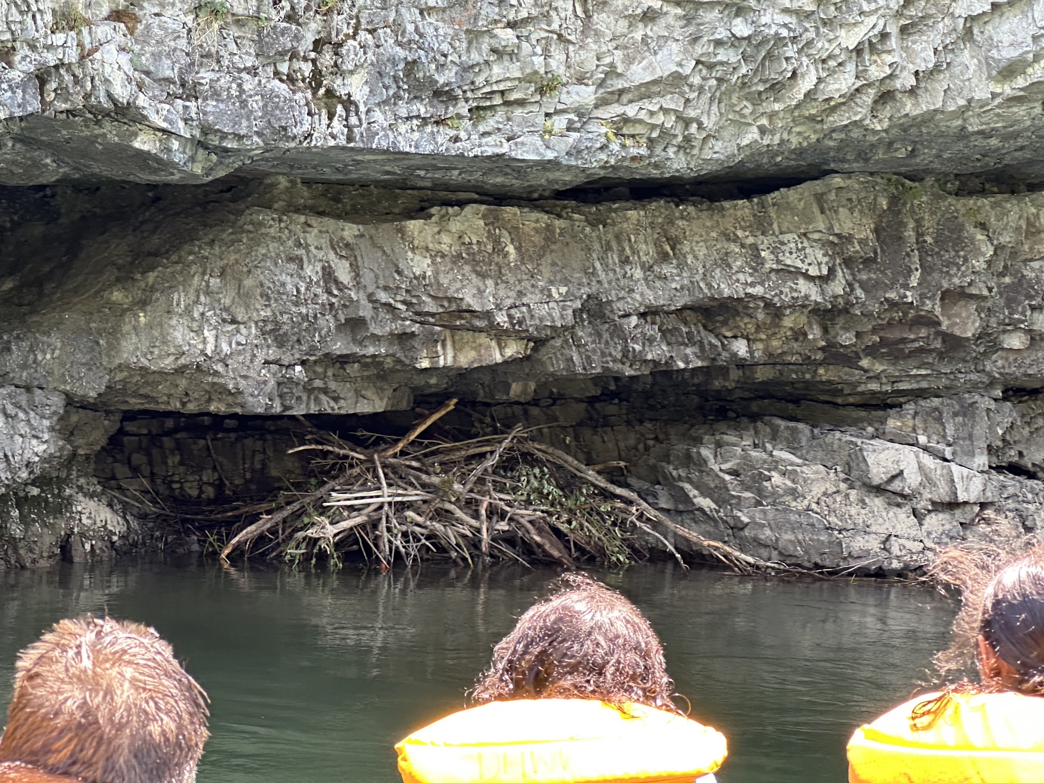 Beaver den