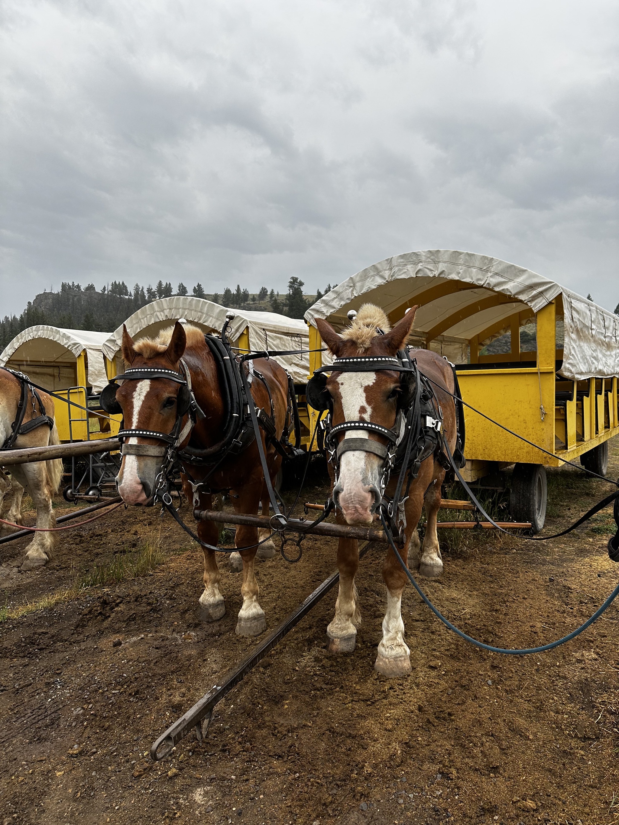 Horses and wagons