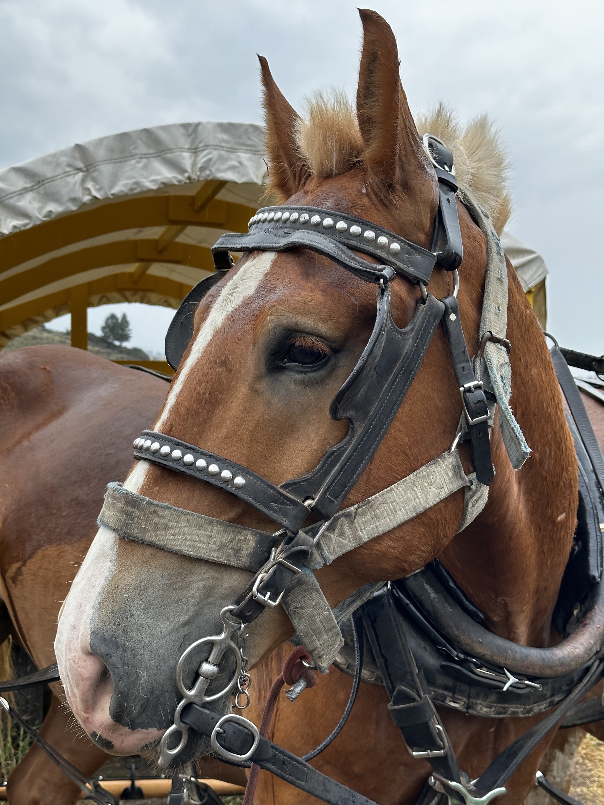 Horses and wagons