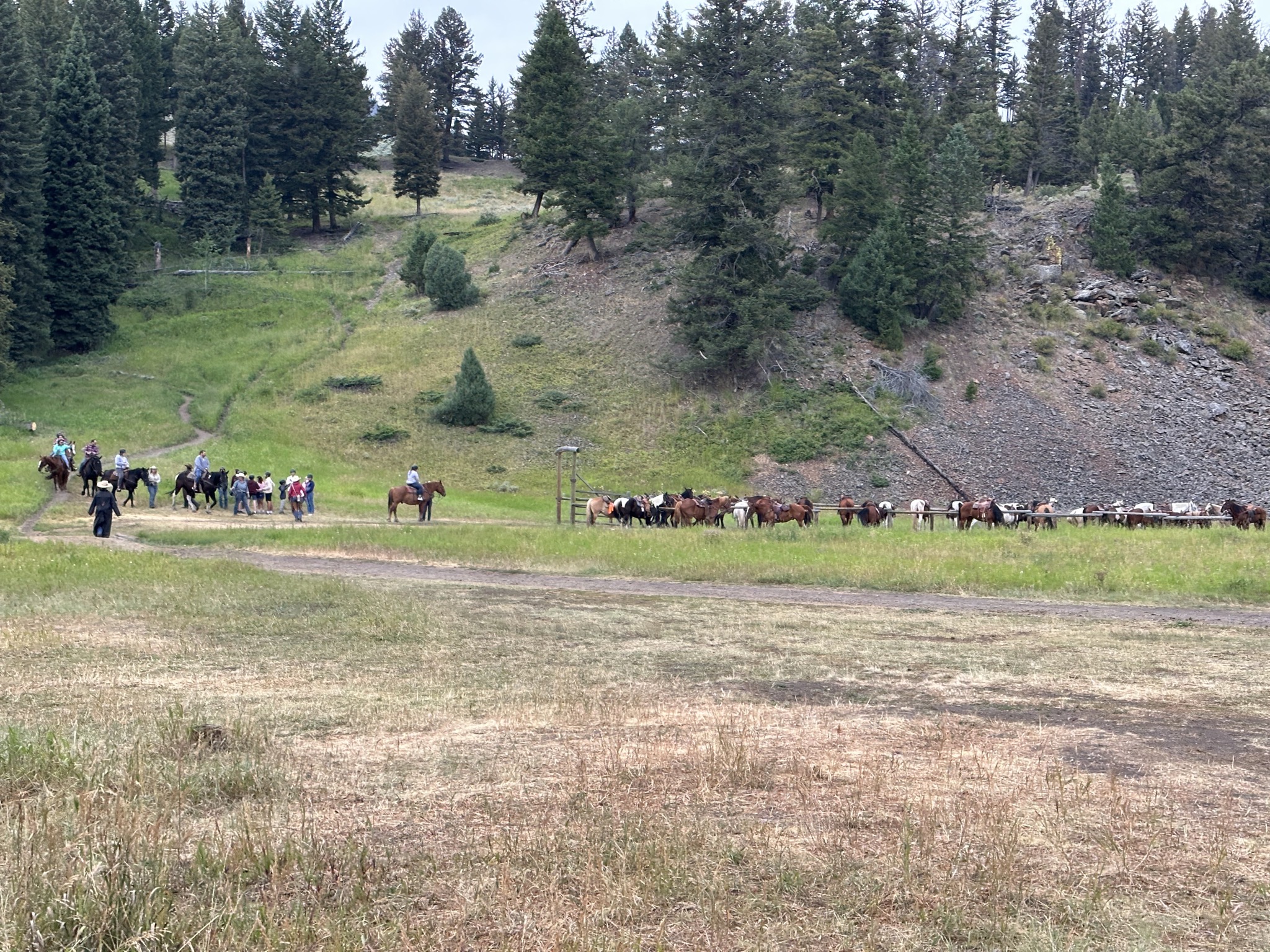 Horses