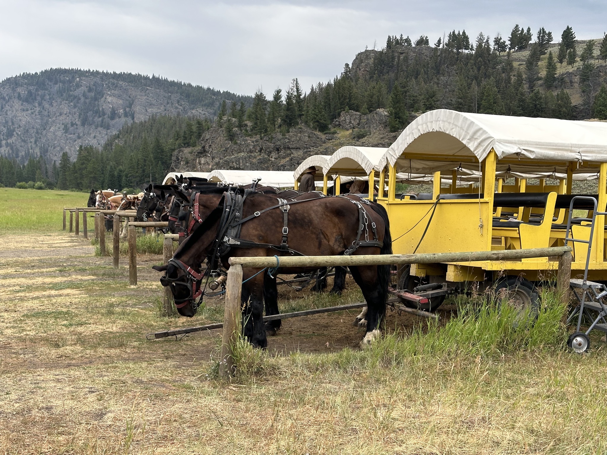 Horses and wagons
