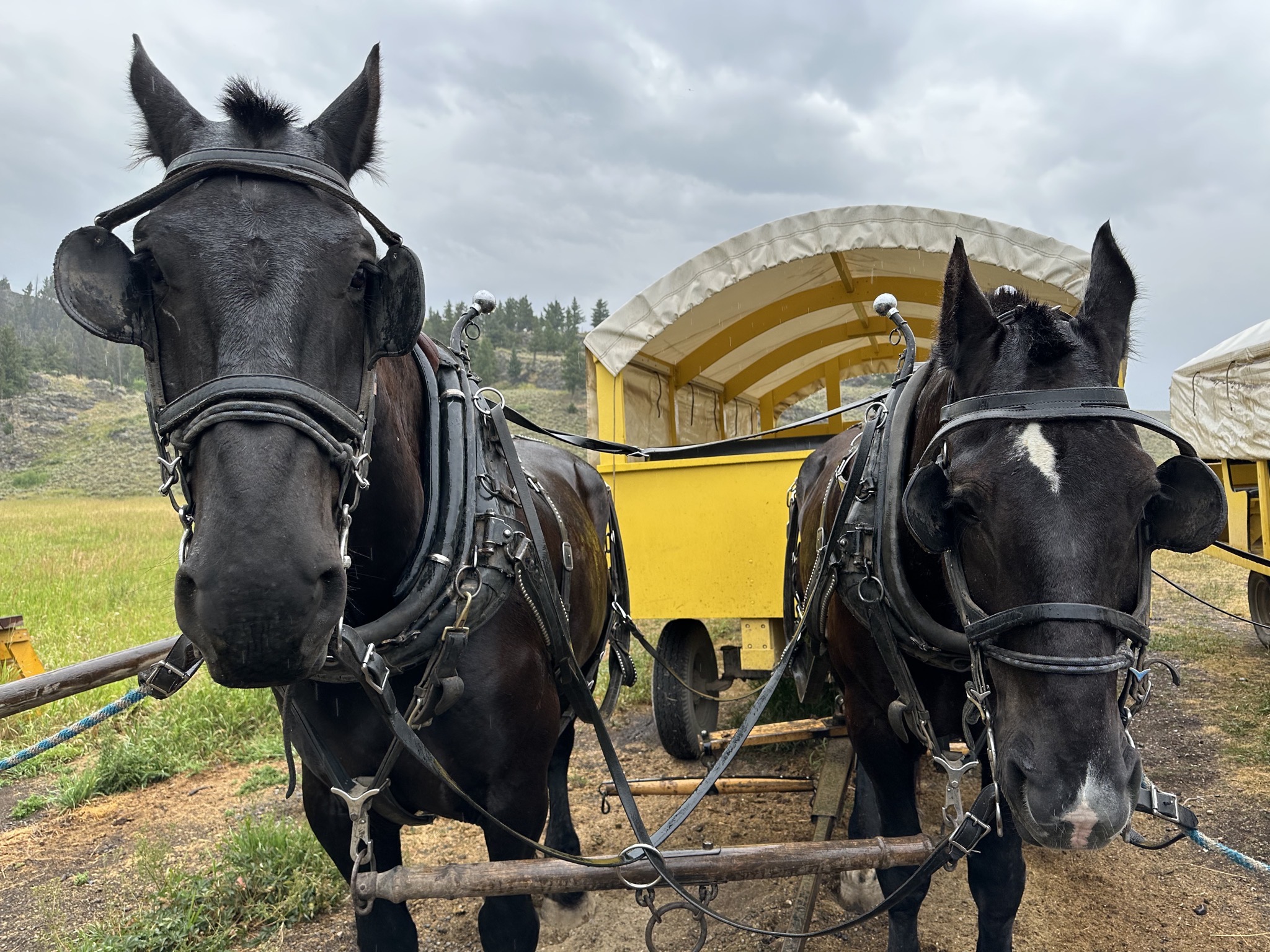 Horses and wagons