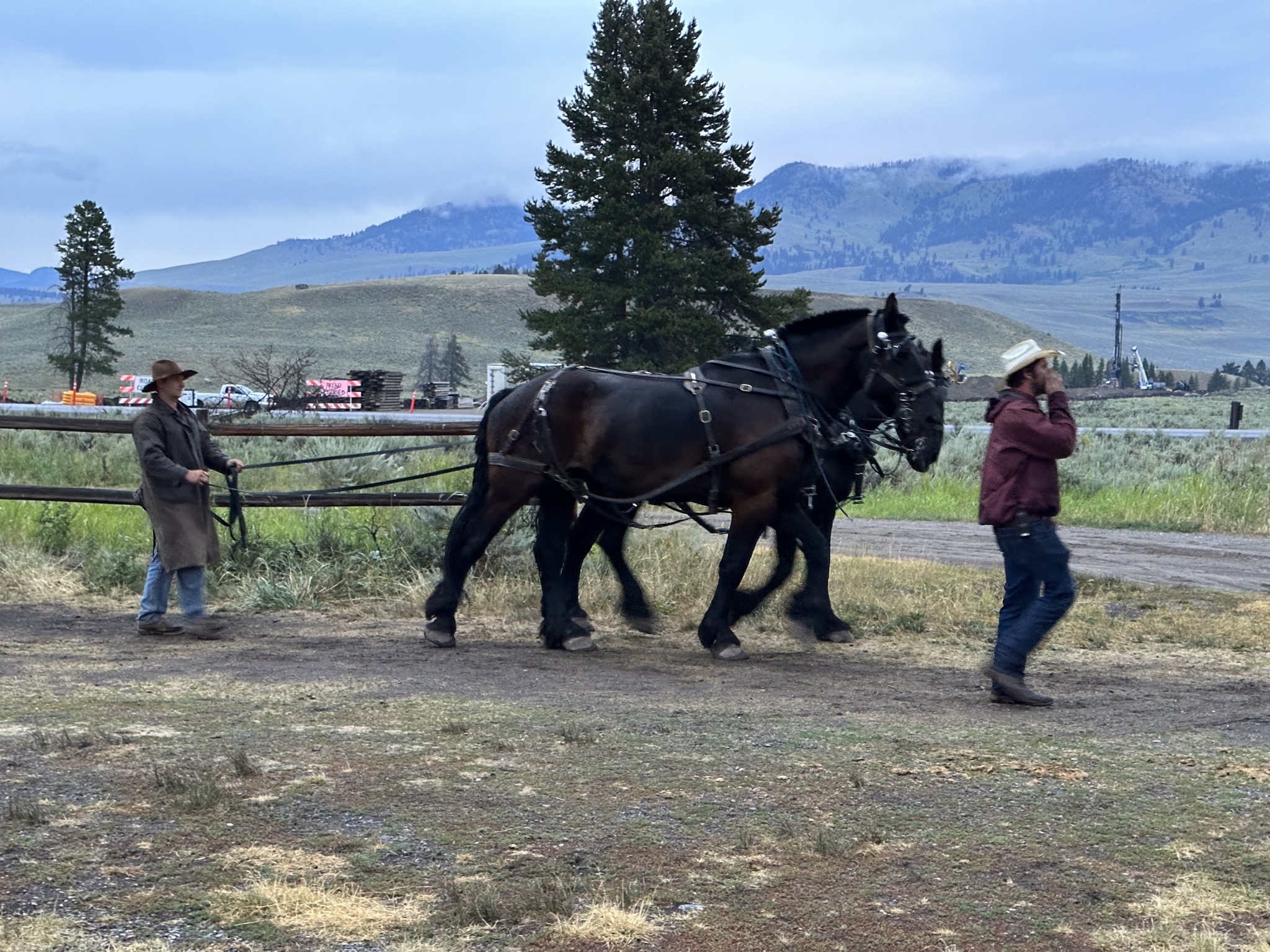 Horses