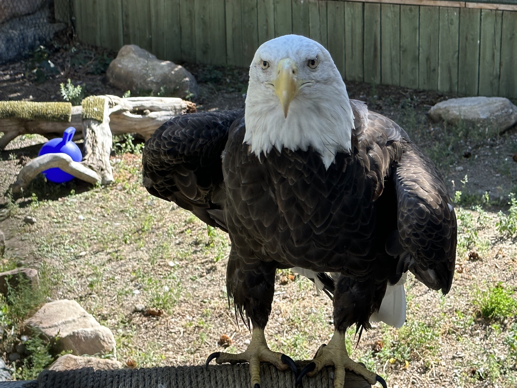 Bald eagle