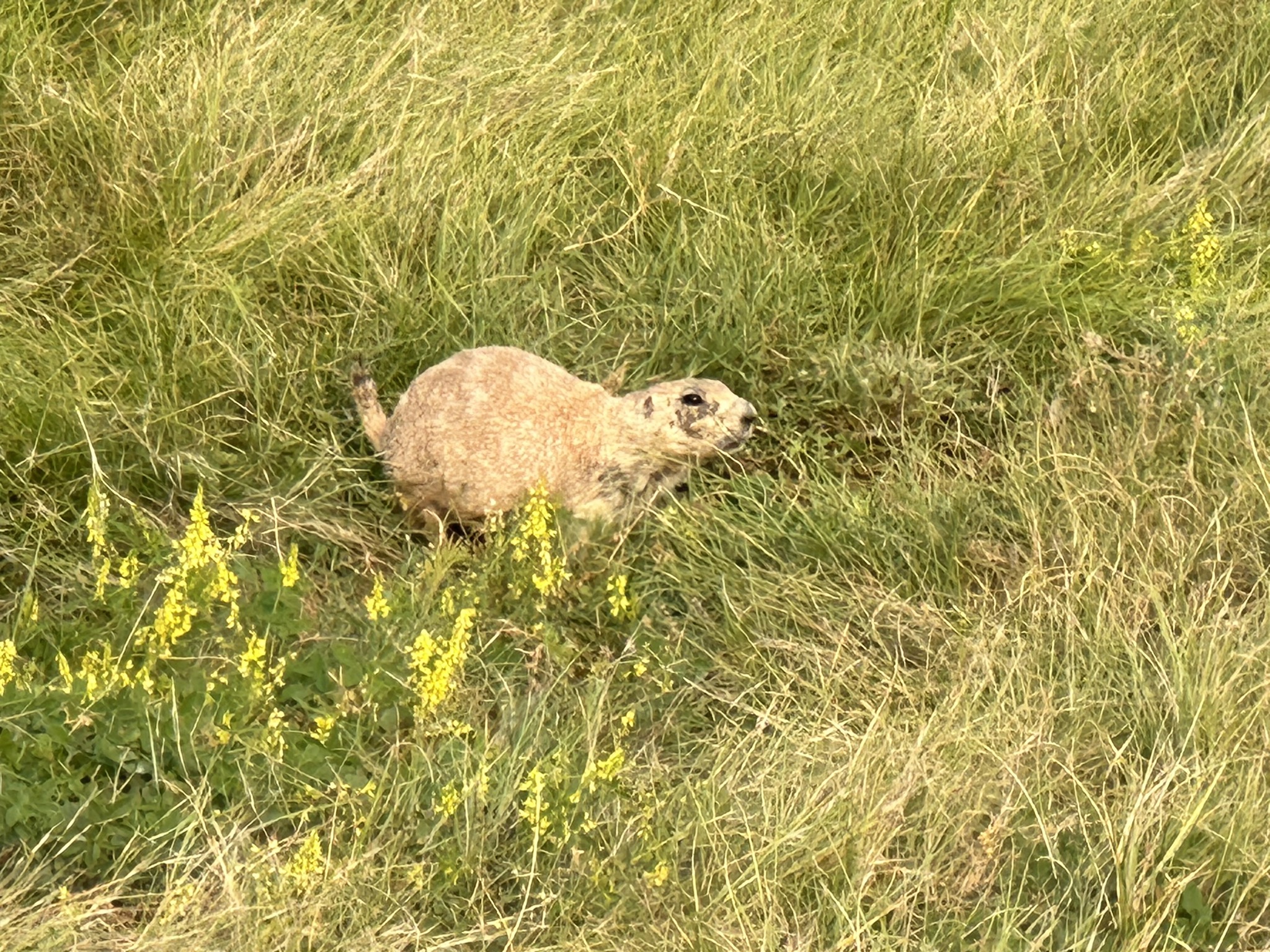 Prarie dogs