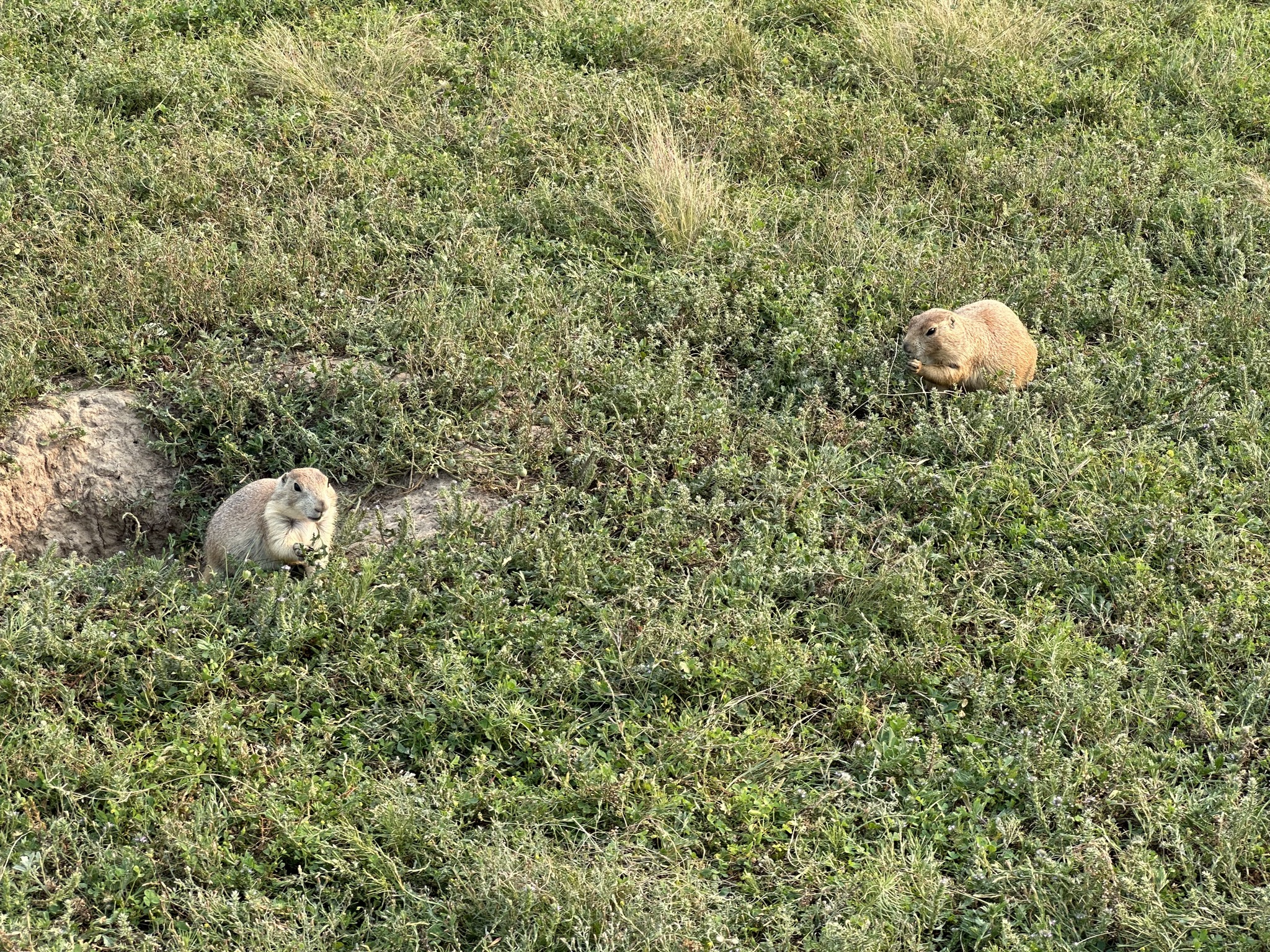 Prarie dogs