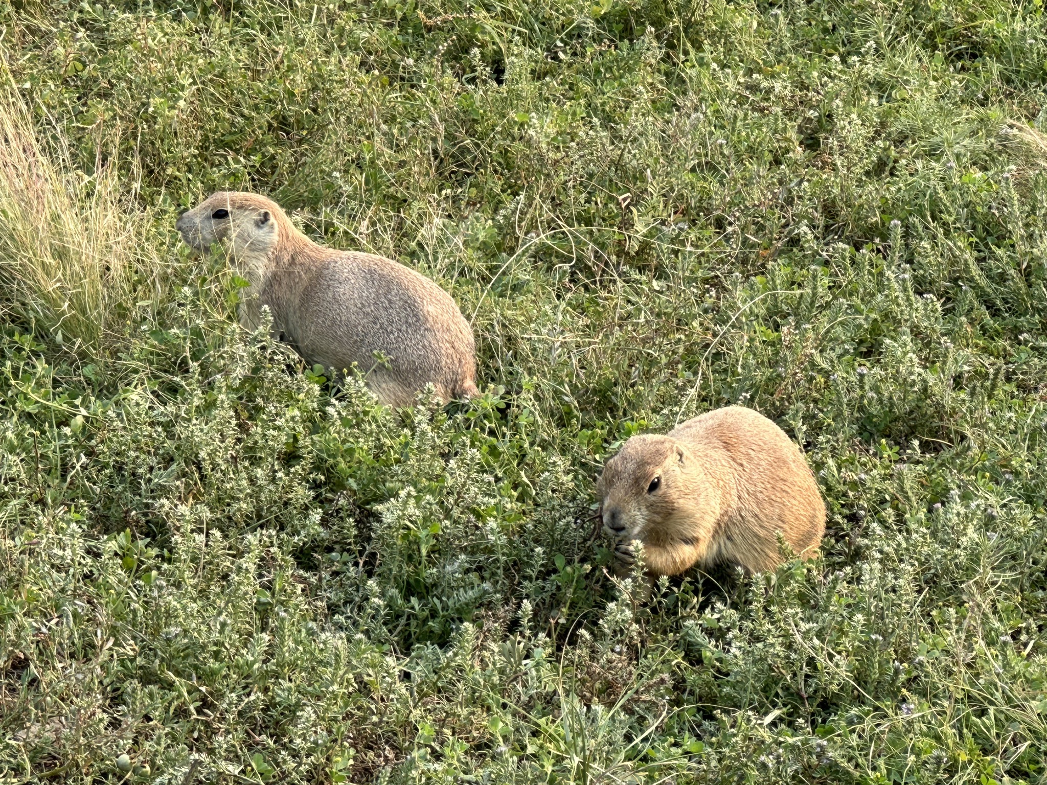 Prarie dogs