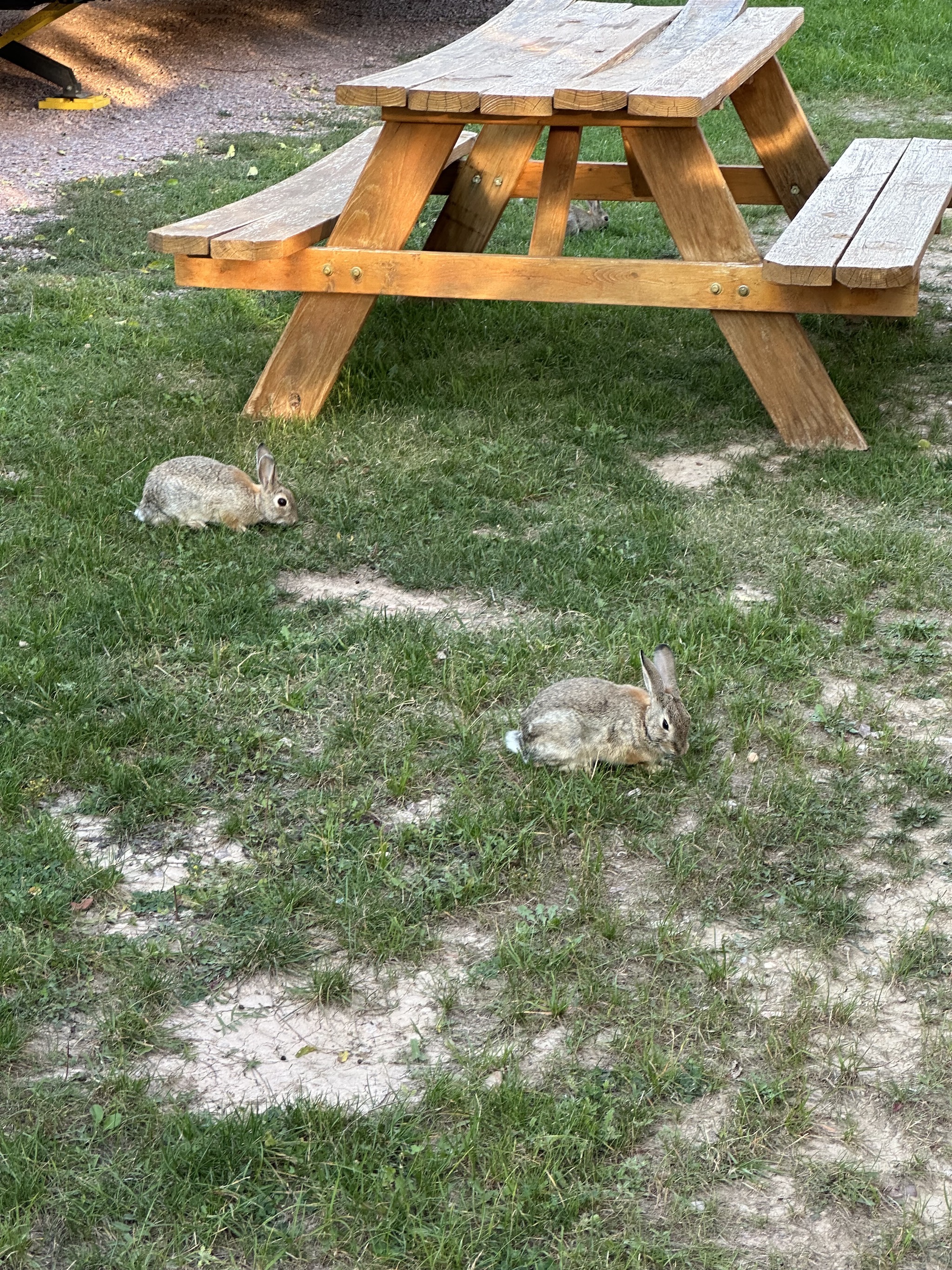 Rabbits