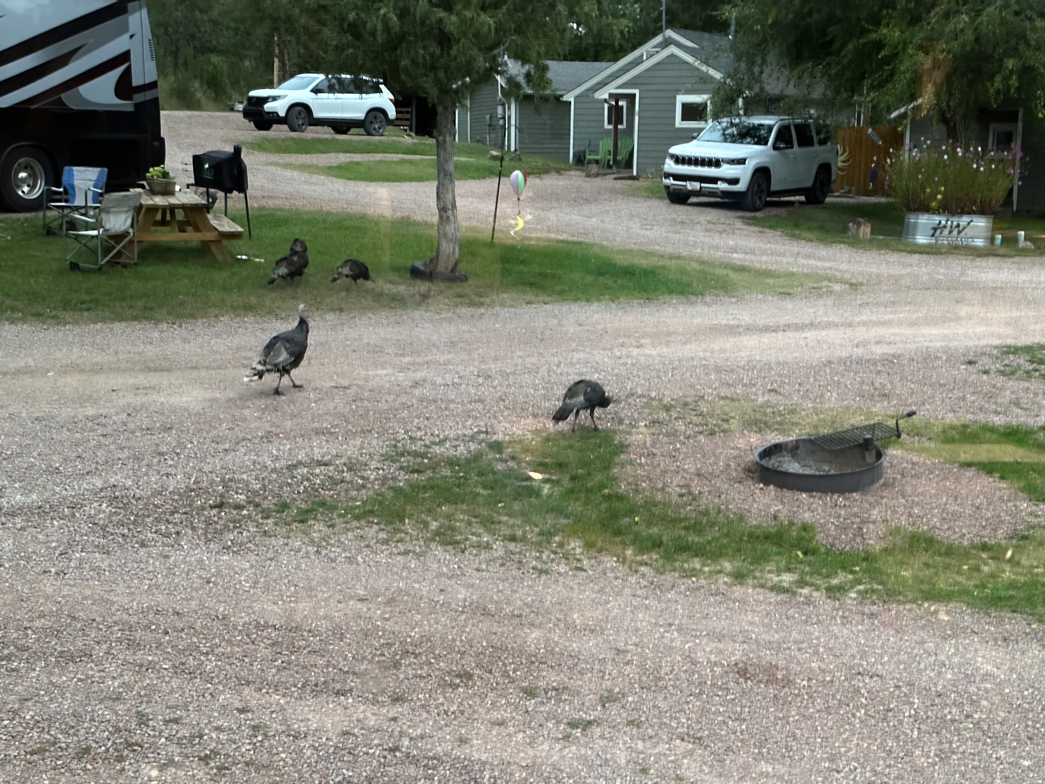 Turkeys