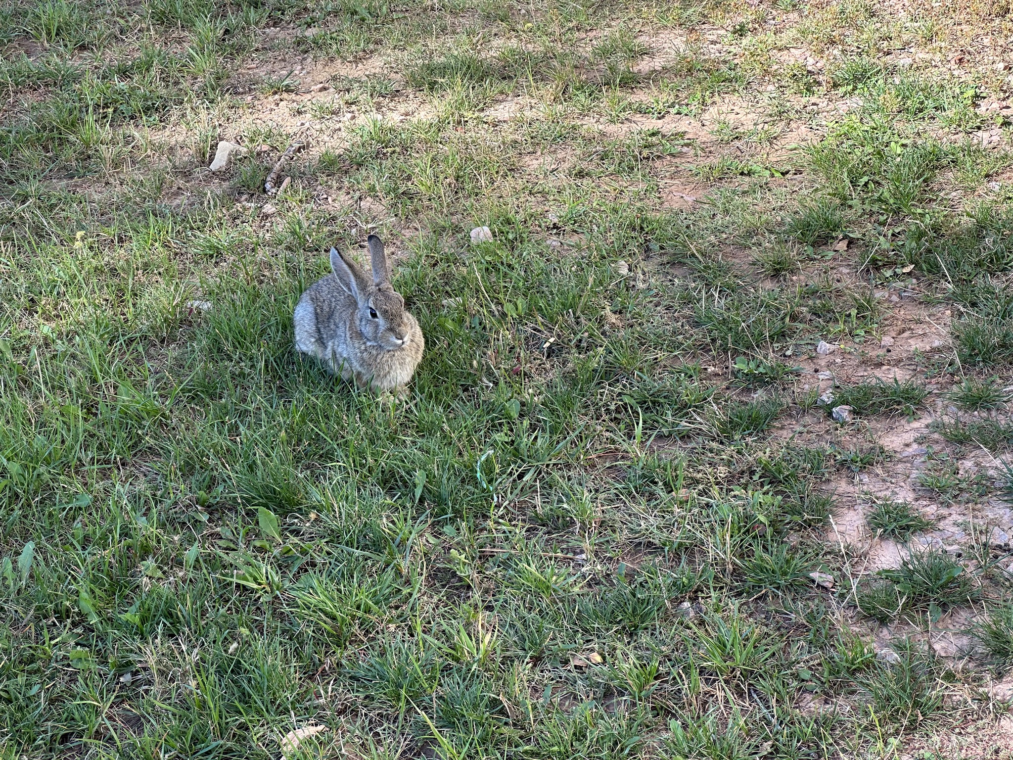 Rabbit