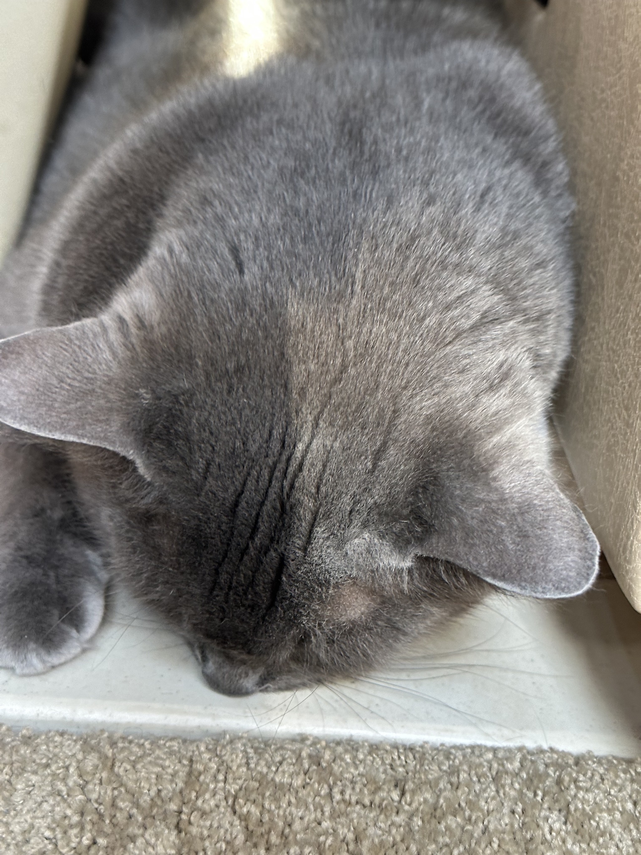 Paladin asleep