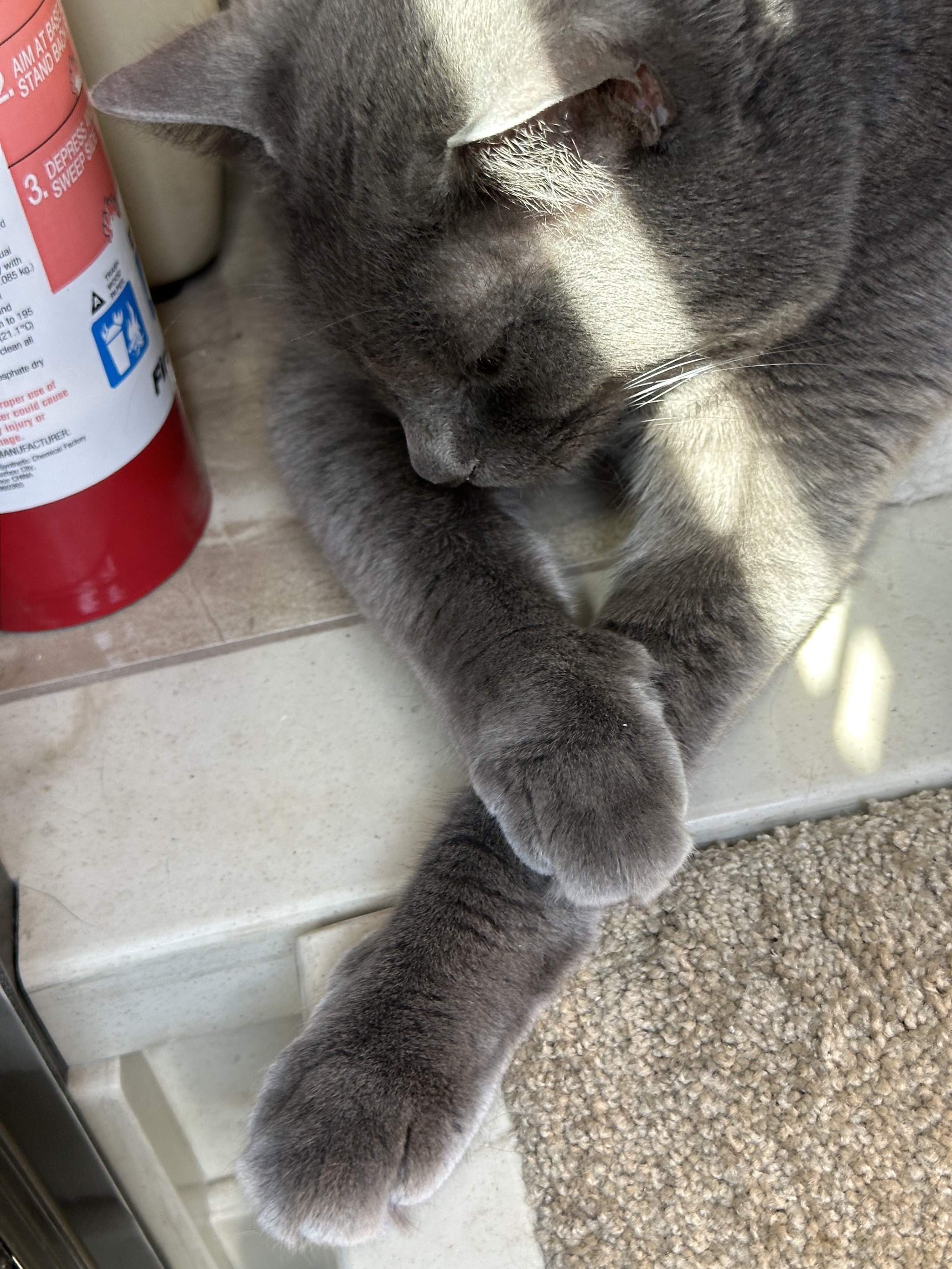 Paladin asleep