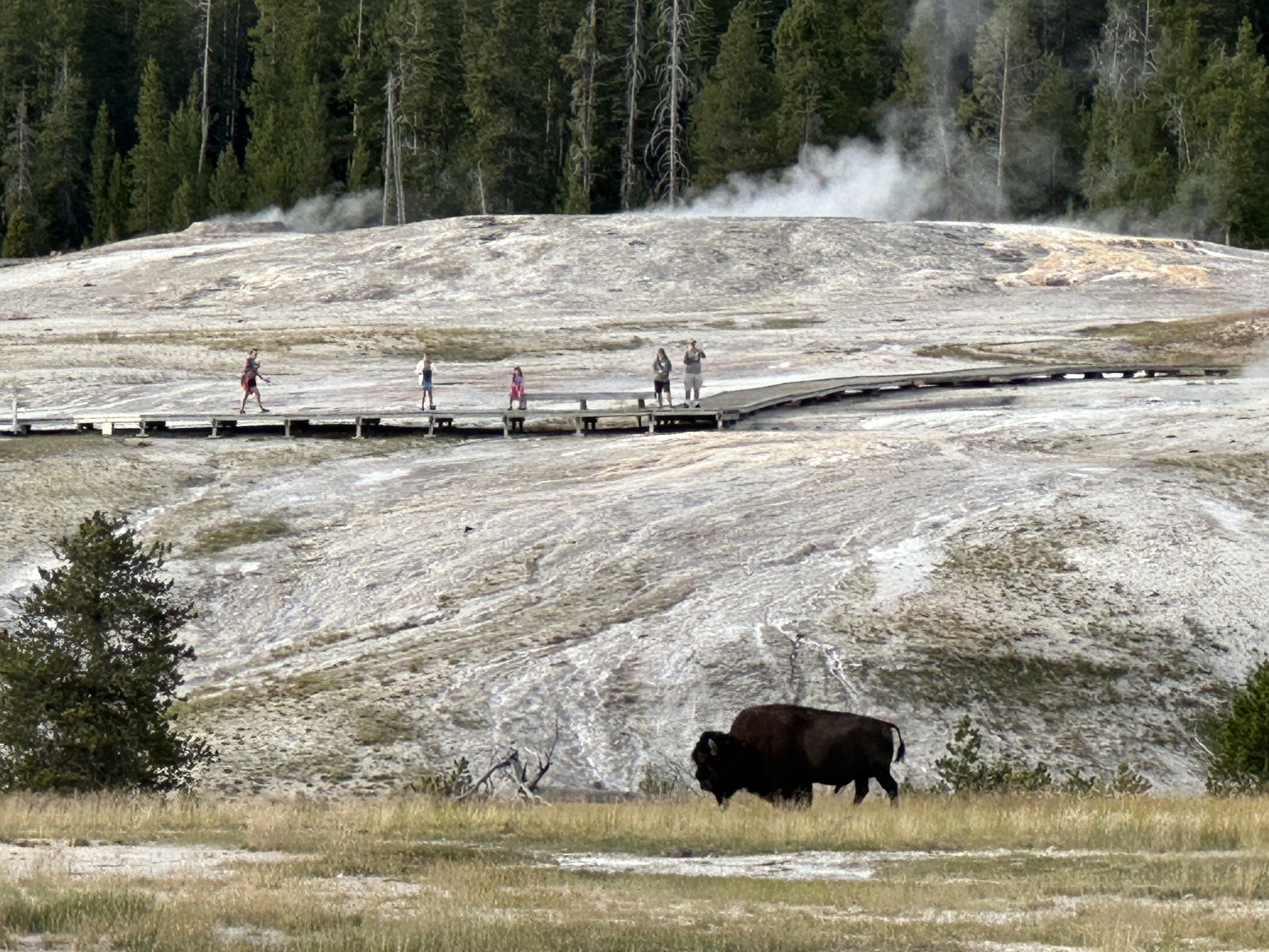 Bison