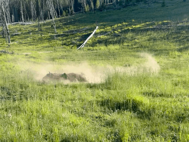 Reversing GIF of a bison having a dust bath