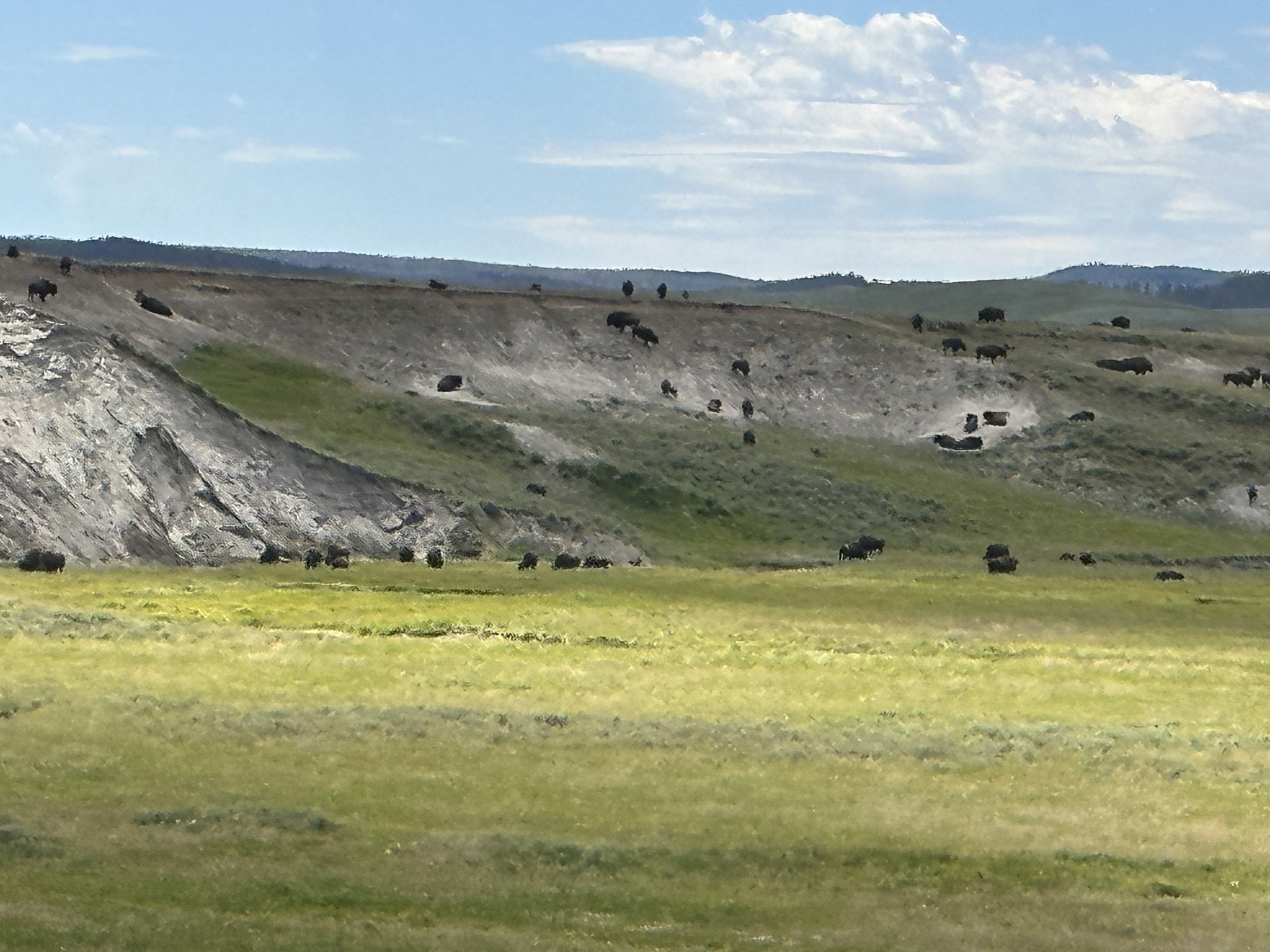 Binson in Hayden Valley