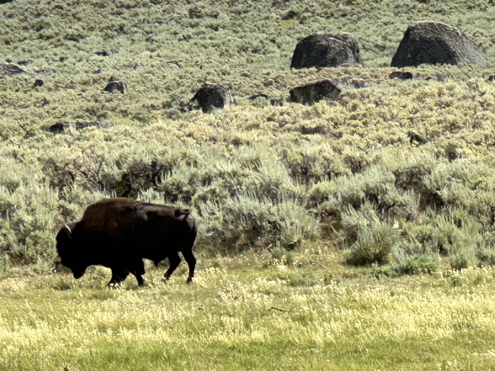 Bison in Lamar Valley