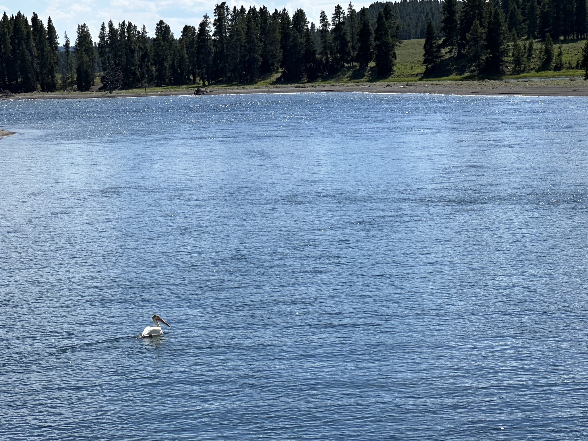 Pelican