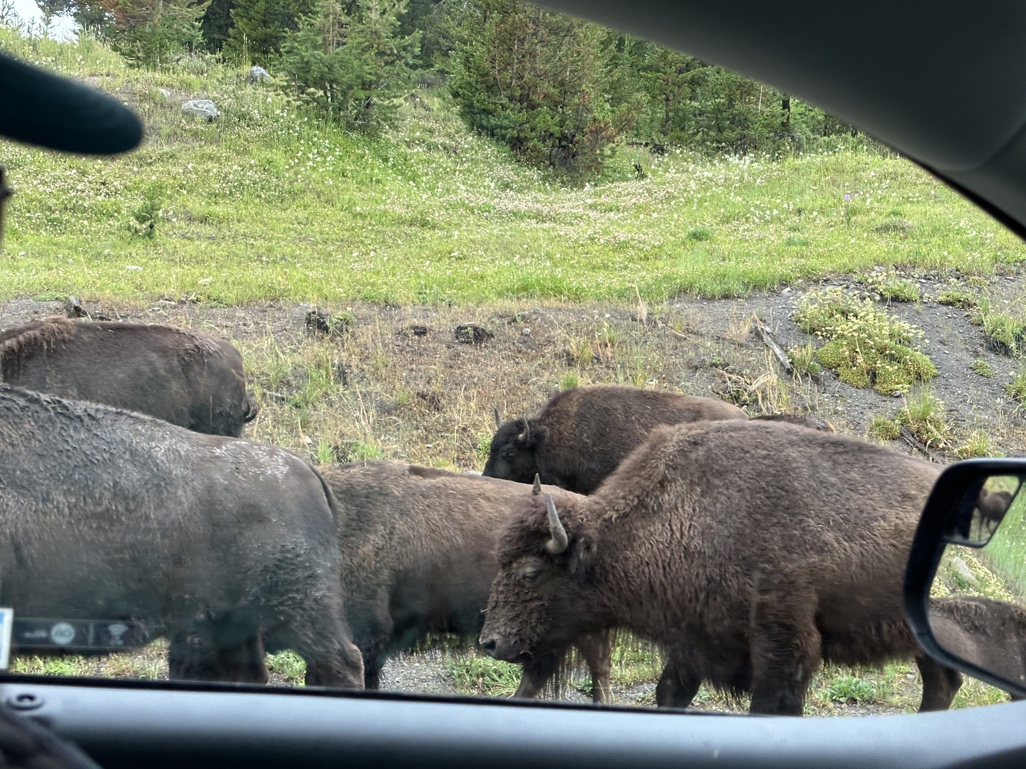 Bison on the road