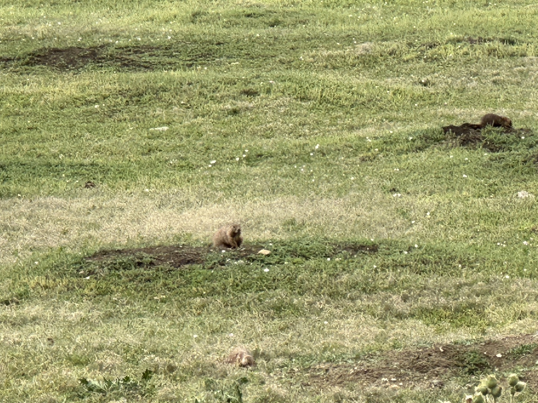 Prairie dog town