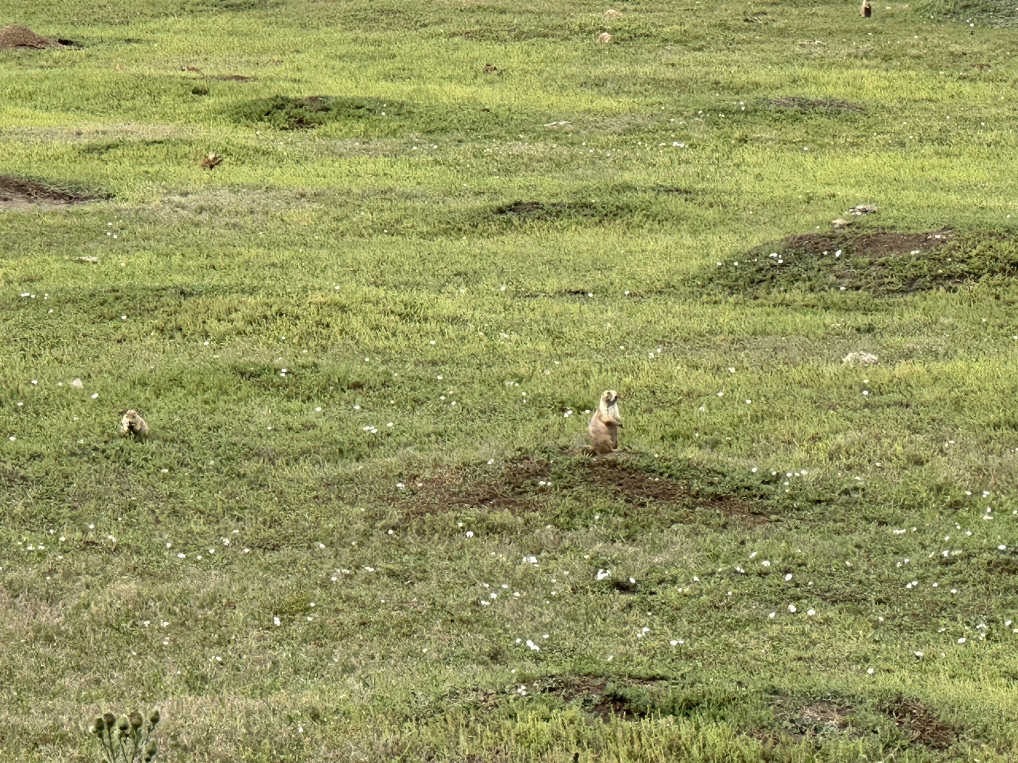 Prairie dog town
