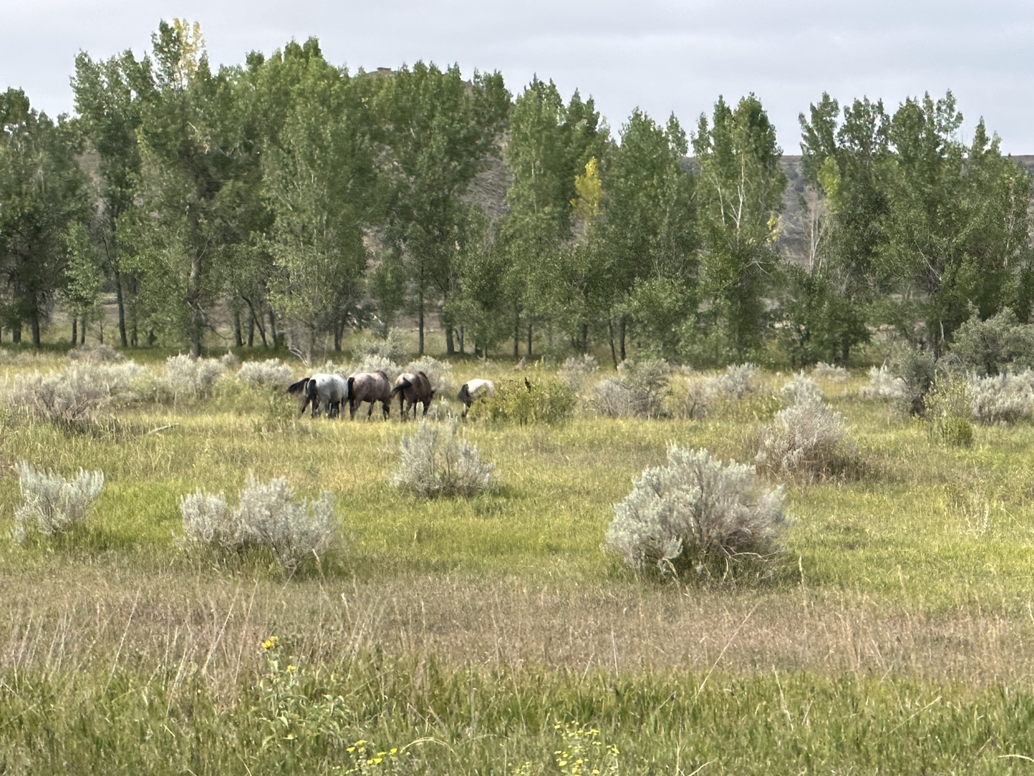 Wild horses
