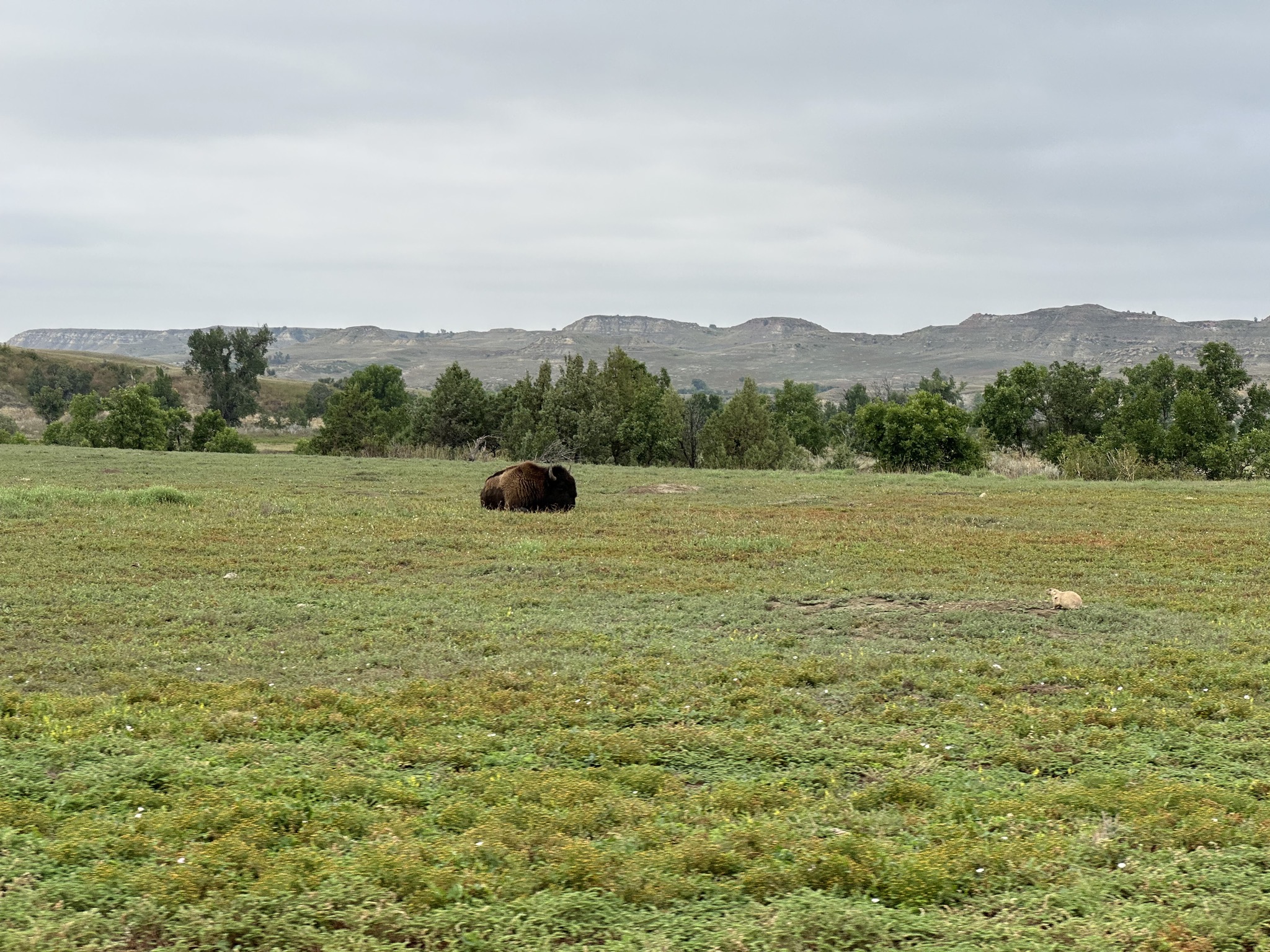 Bison