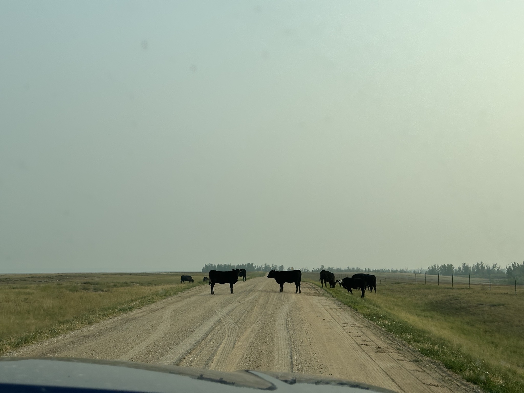 Cows
