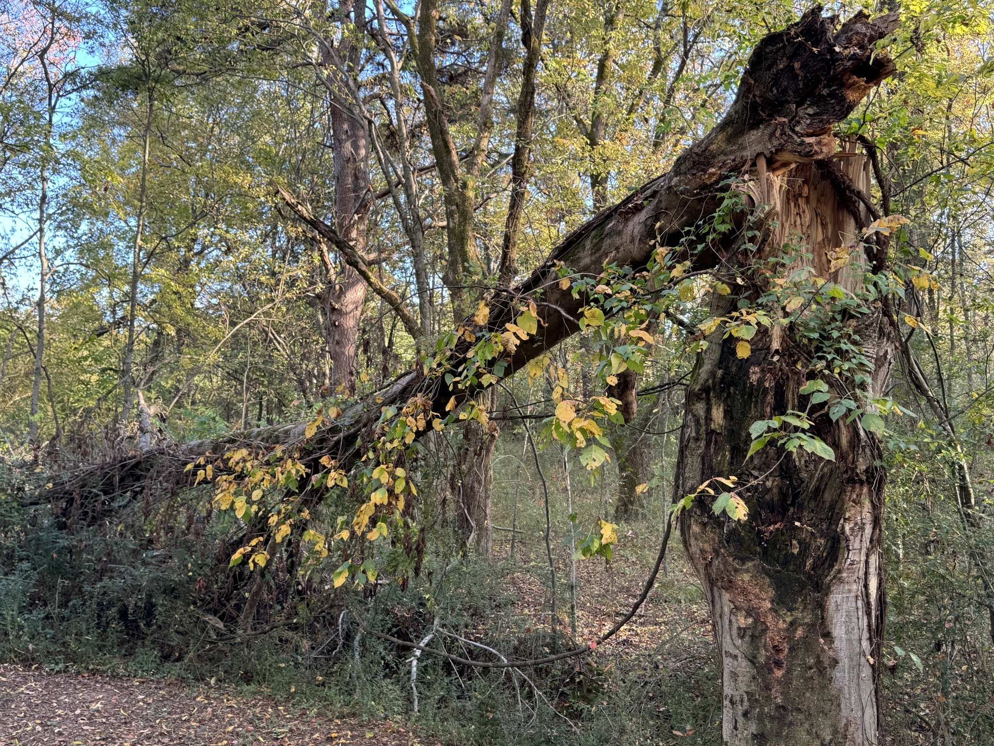 Meadowbrook trail