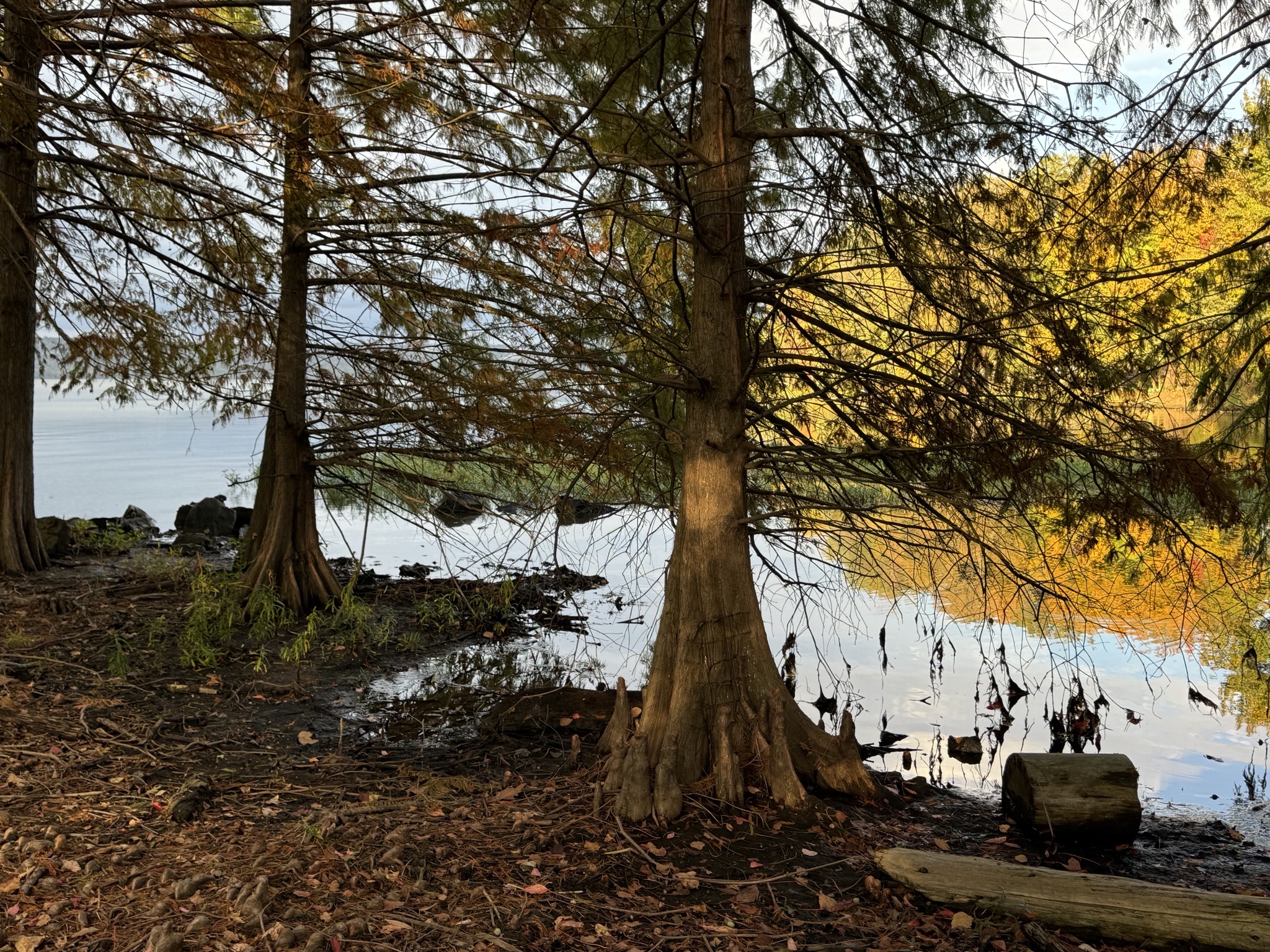 Swampy area