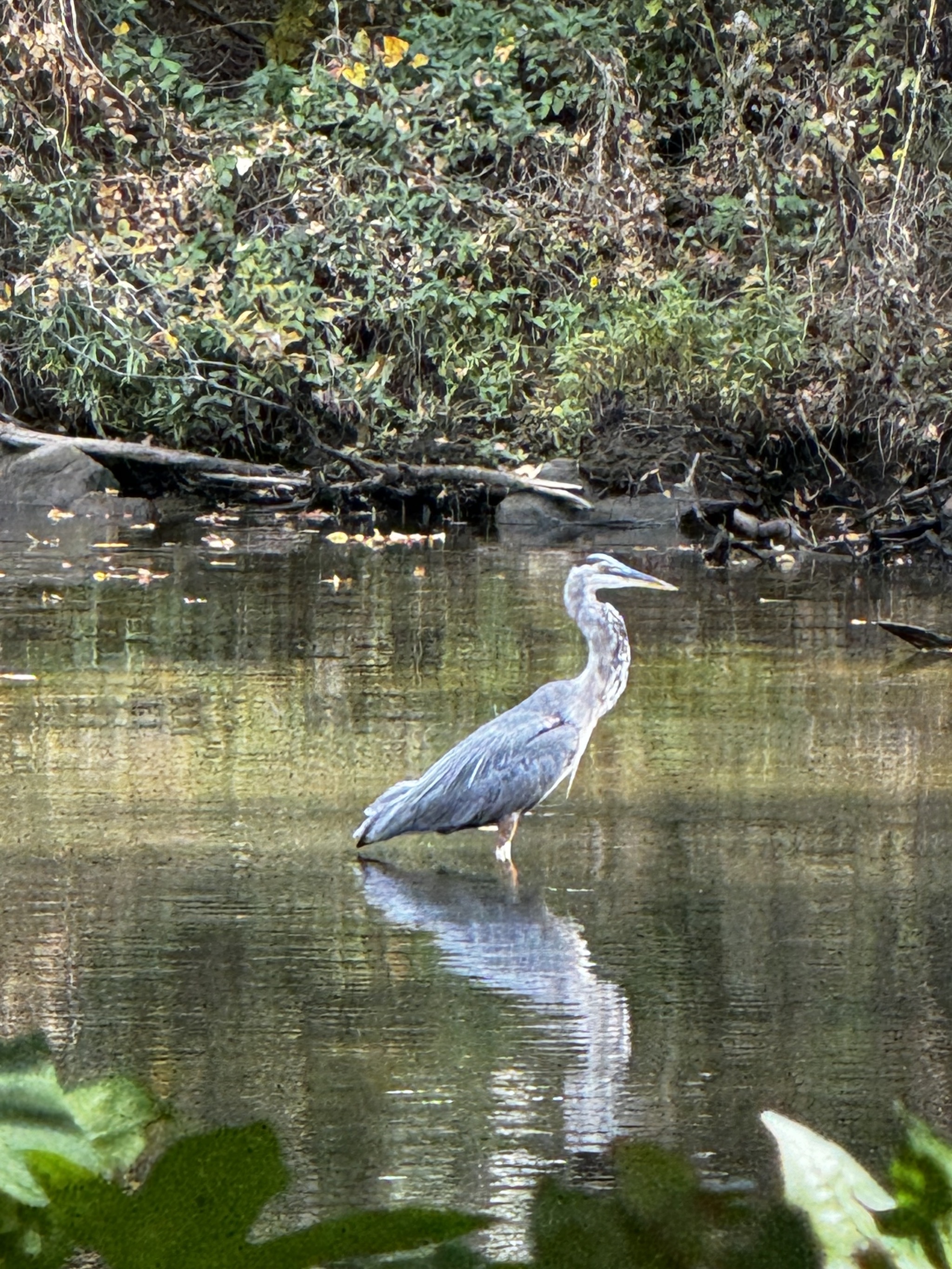 Blue Heron