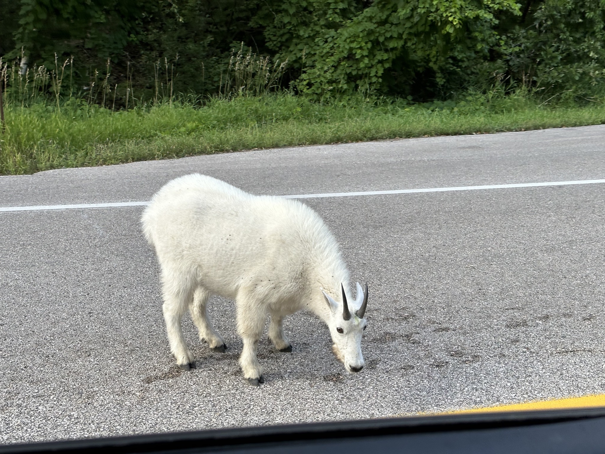 Spearfish Canyon Highway