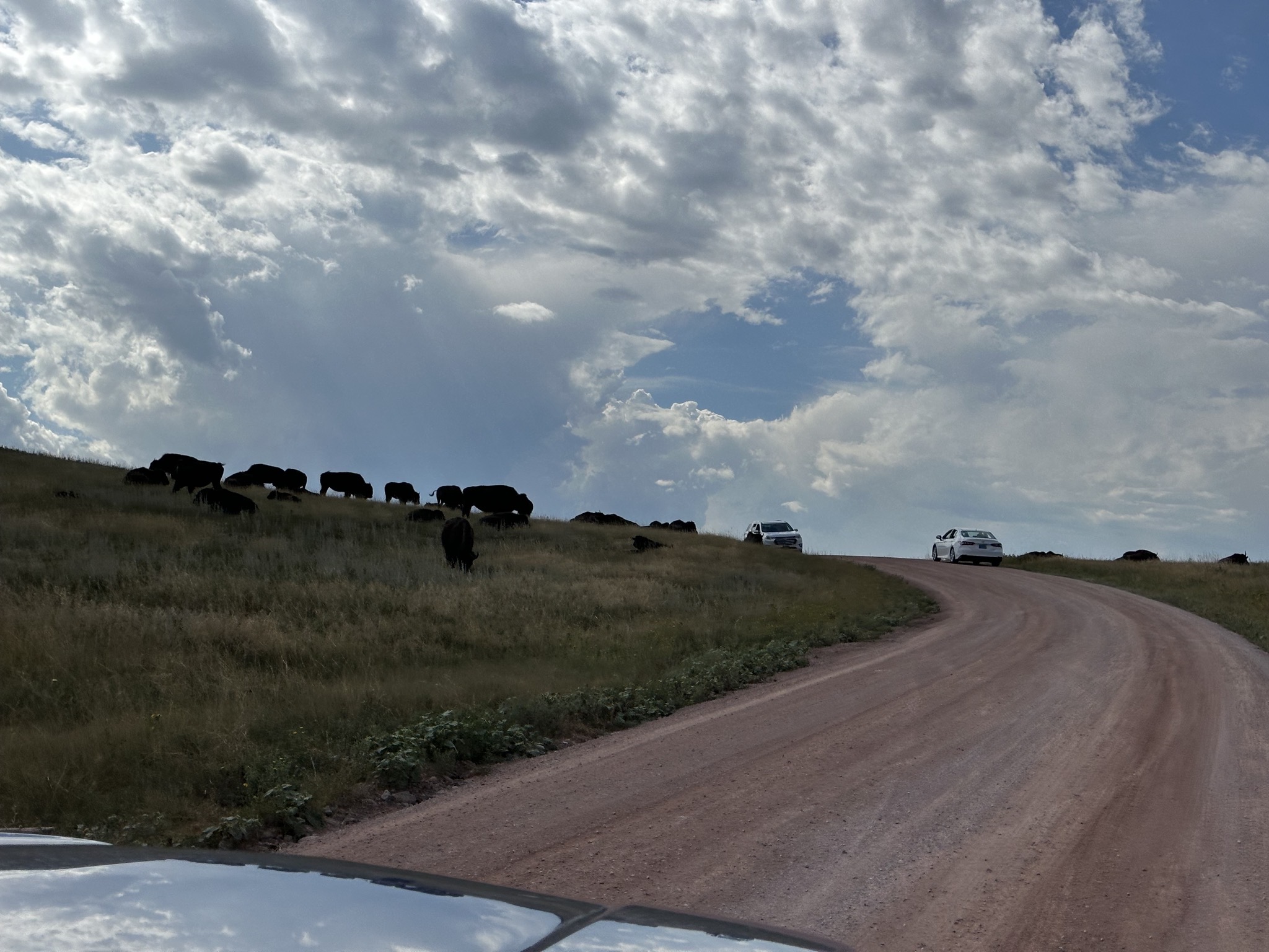 Bison