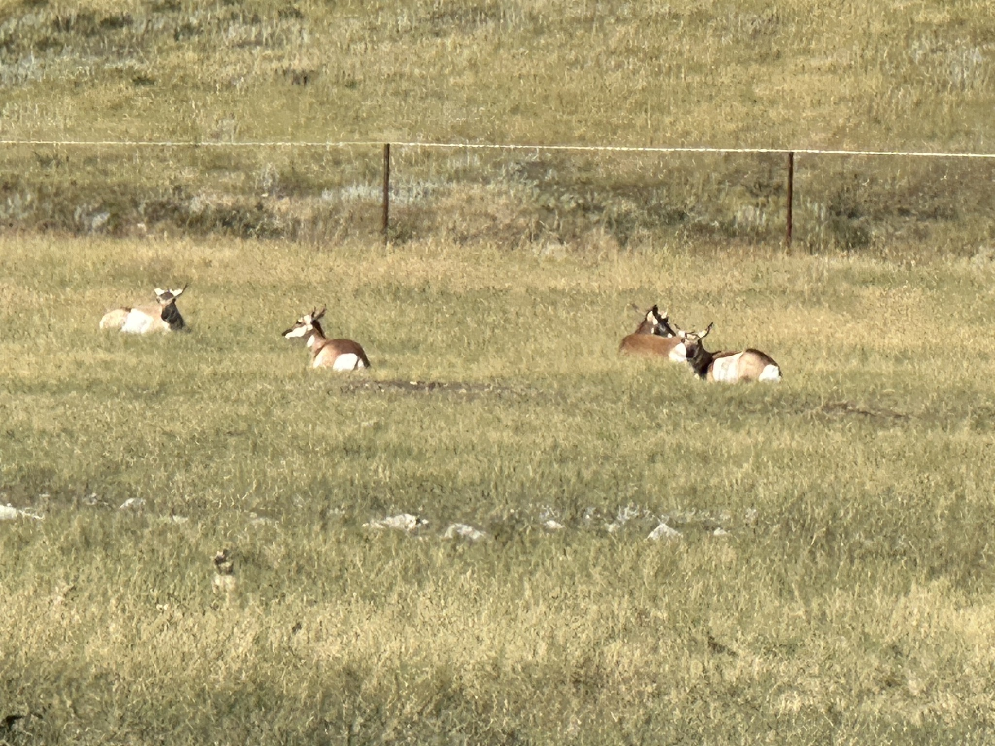 Big horn sheep