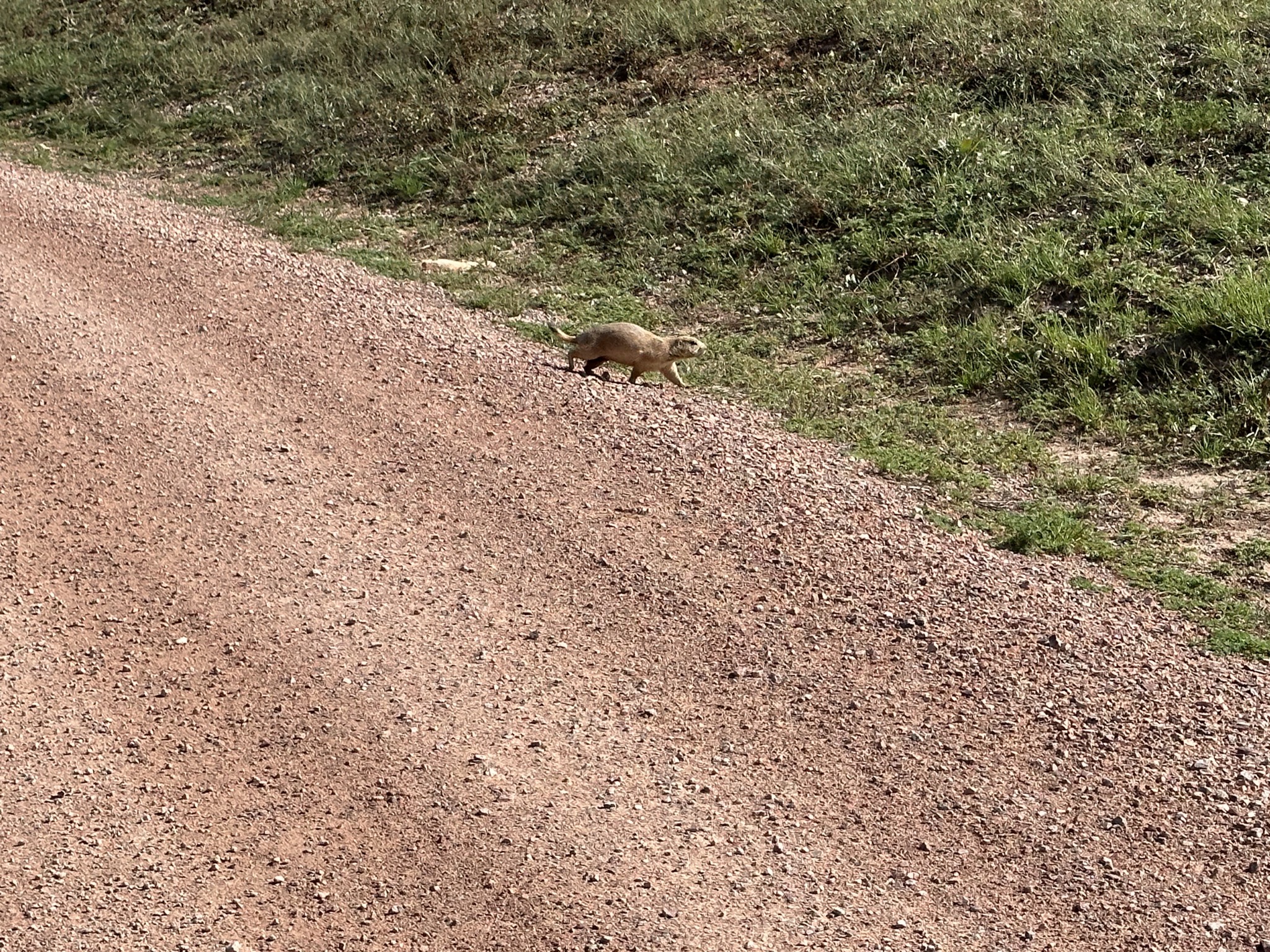 Prairie dog