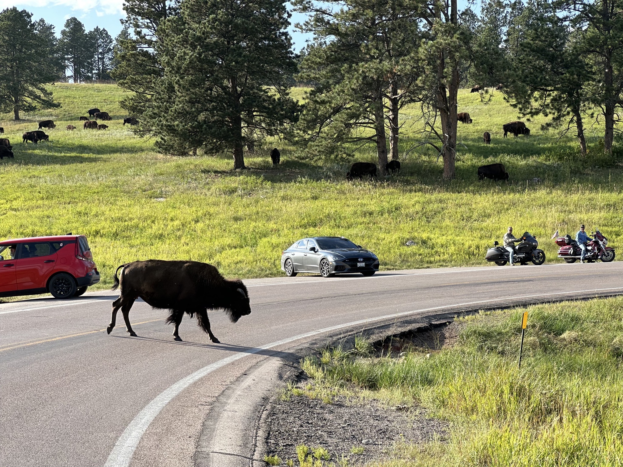 Bison