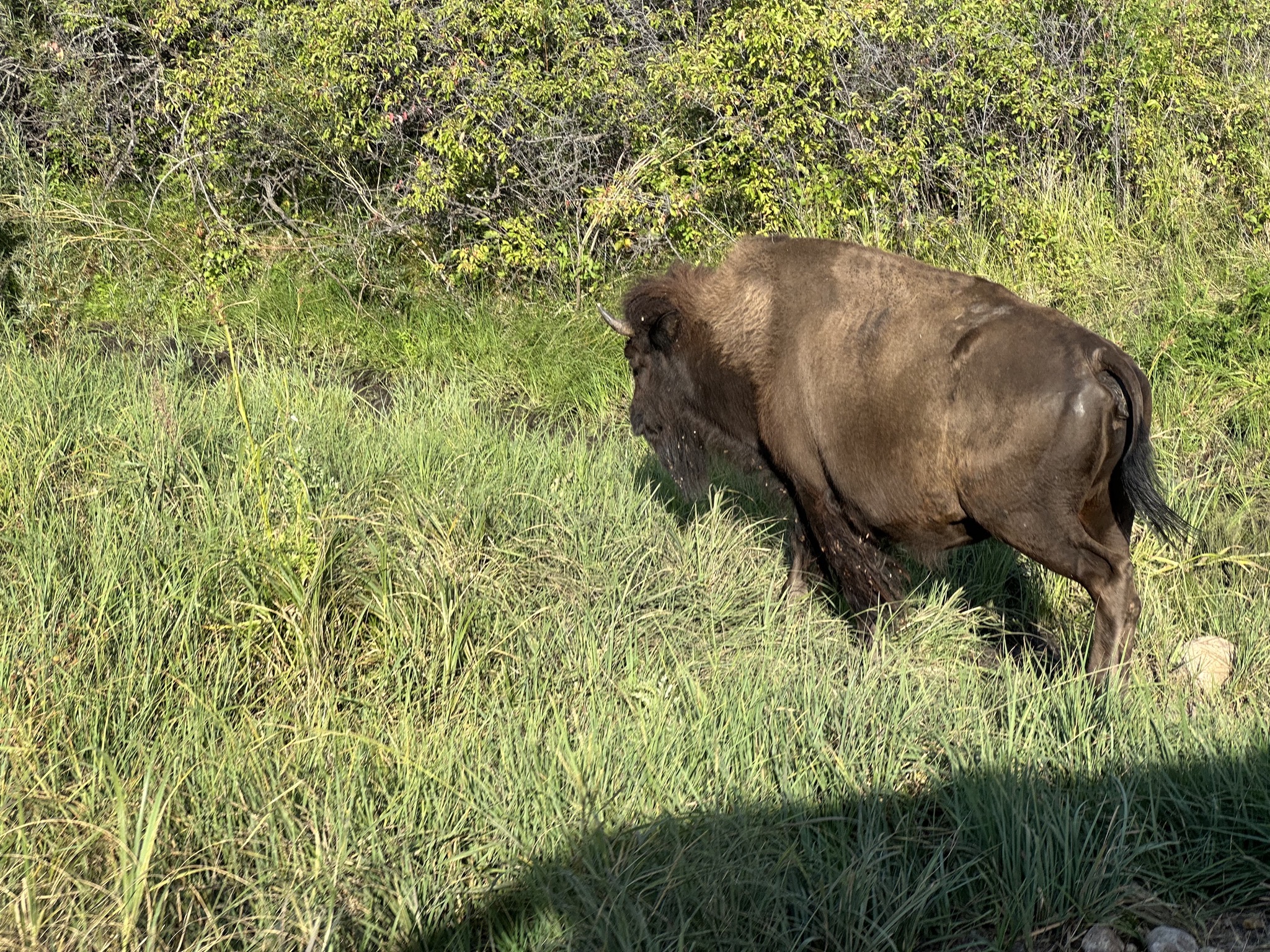 Bison